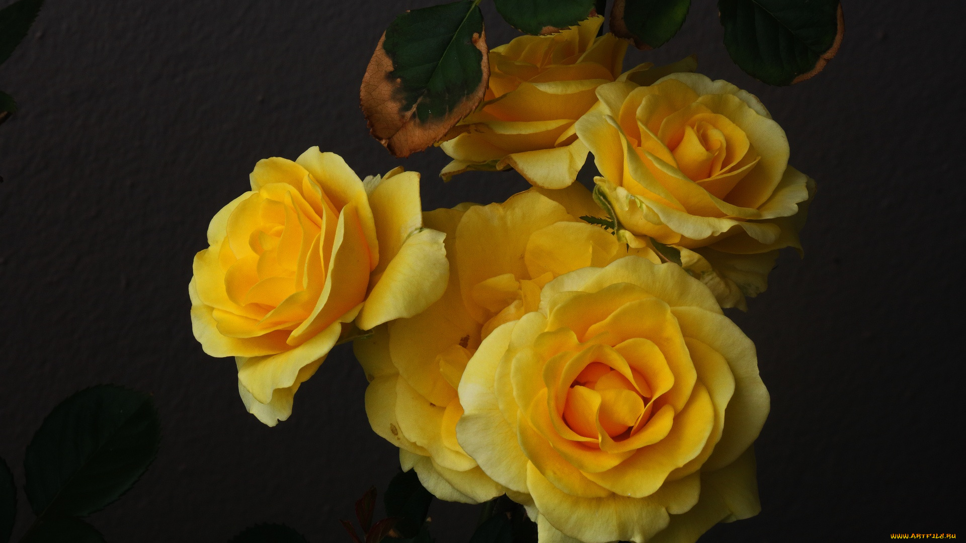 цветы, розы, букет