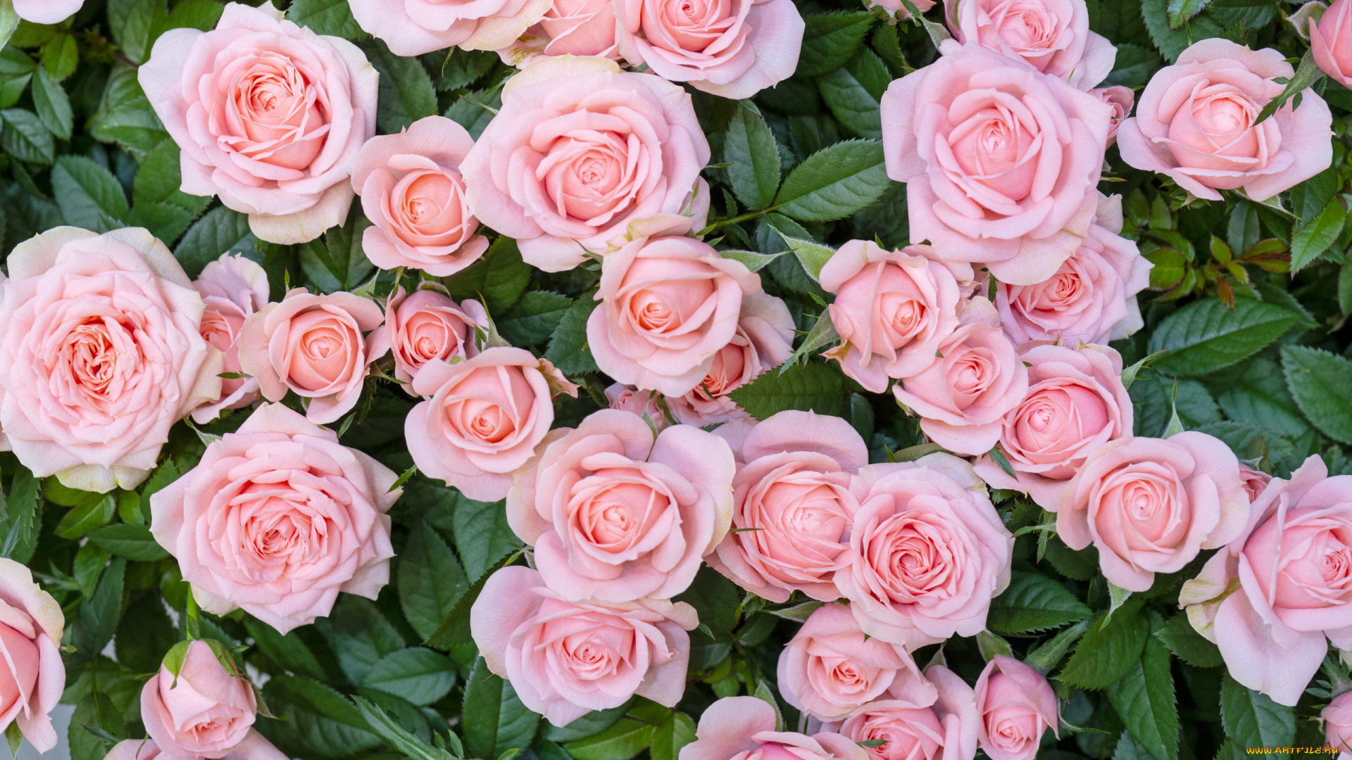 цветы, розы, бутоны, розовые