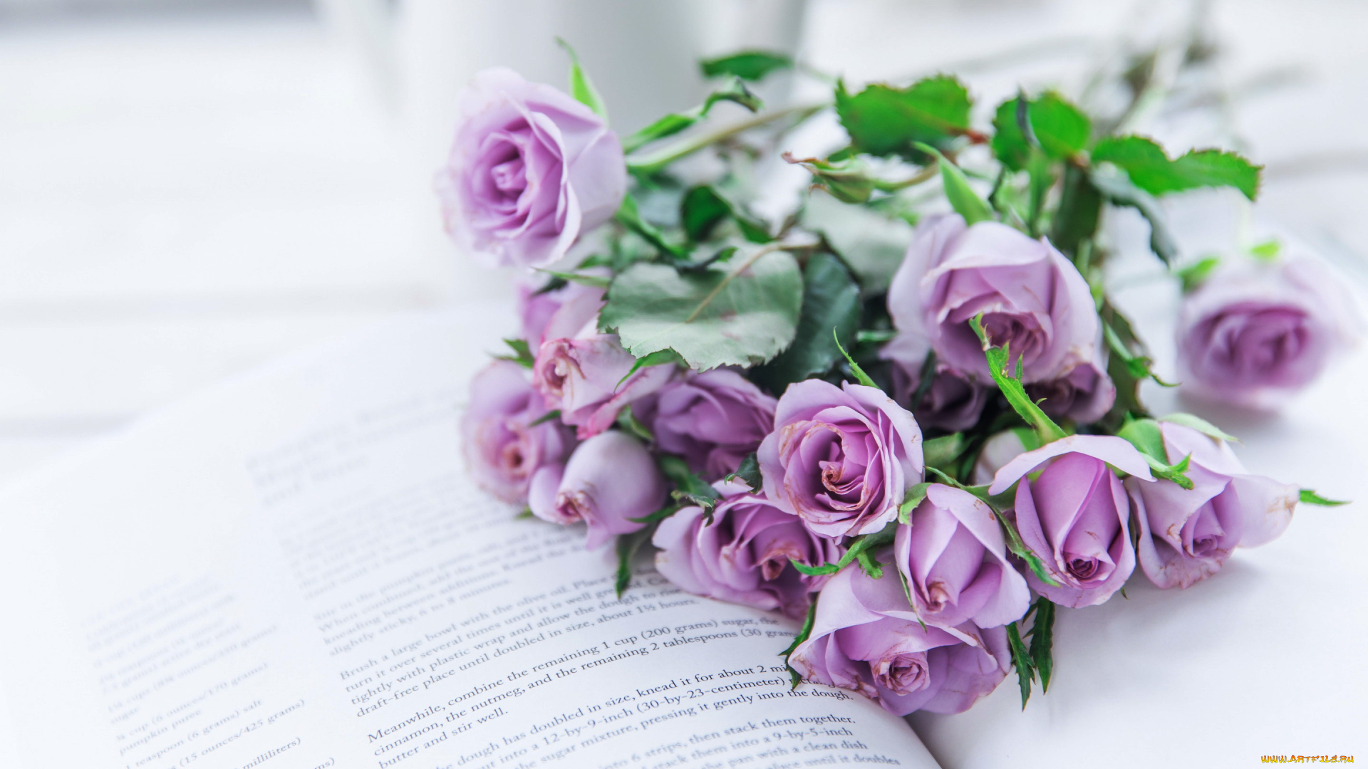 цветы, розы, лиловый