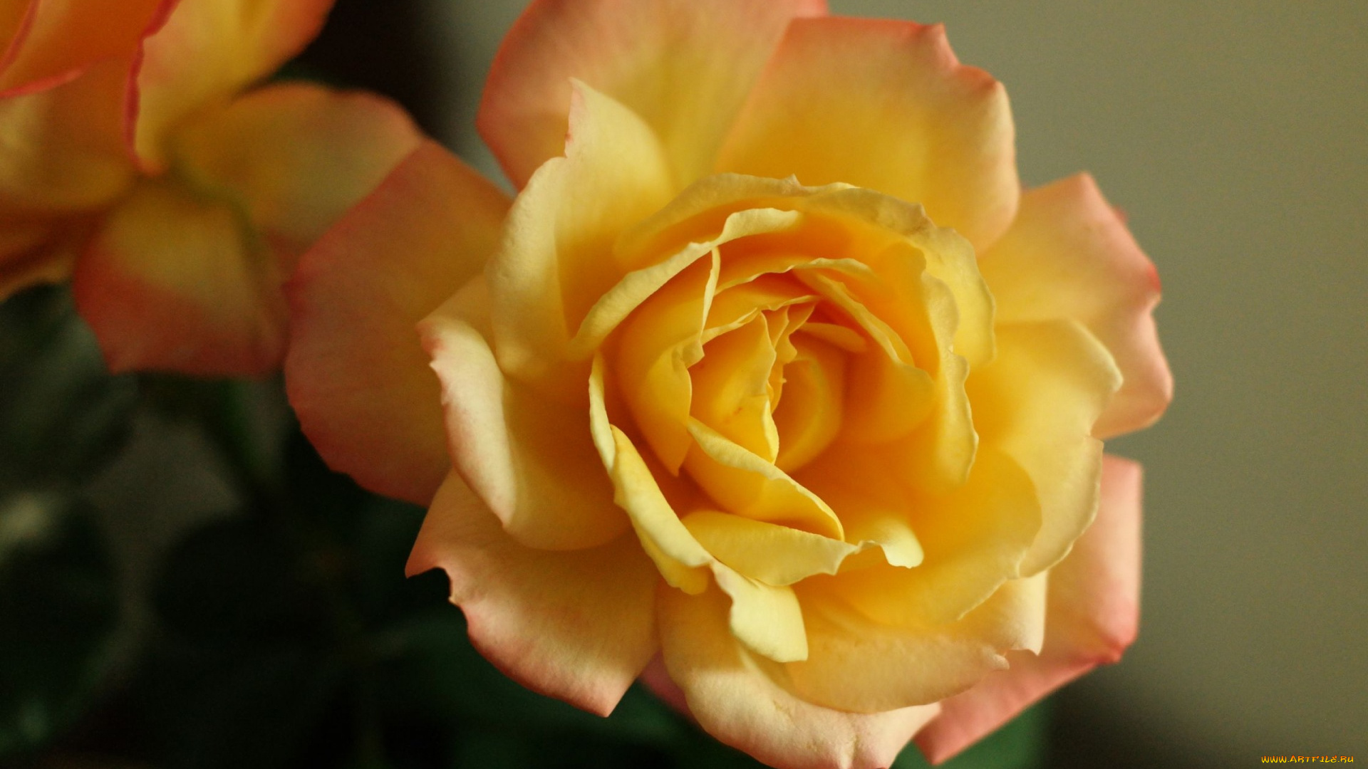 цветы, розы, макро