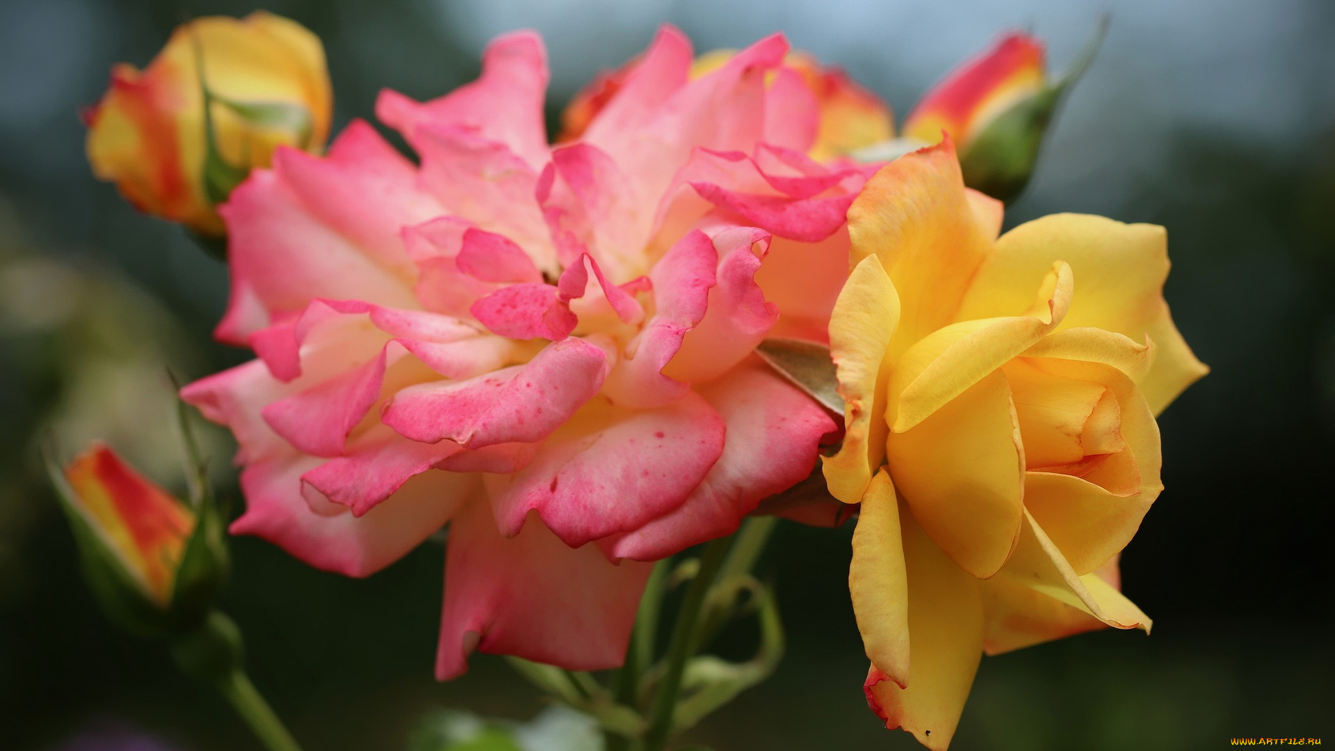 цветы, розы, макро