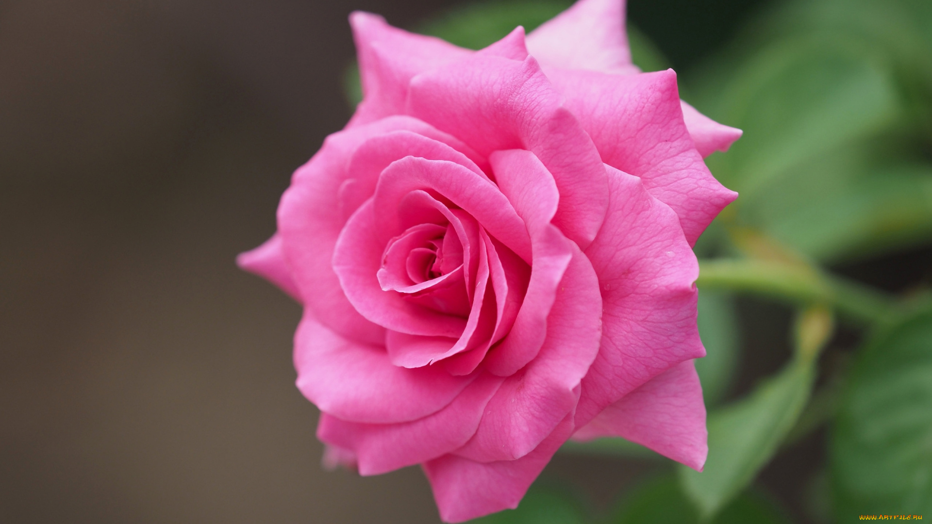 цветы, розы, розовый