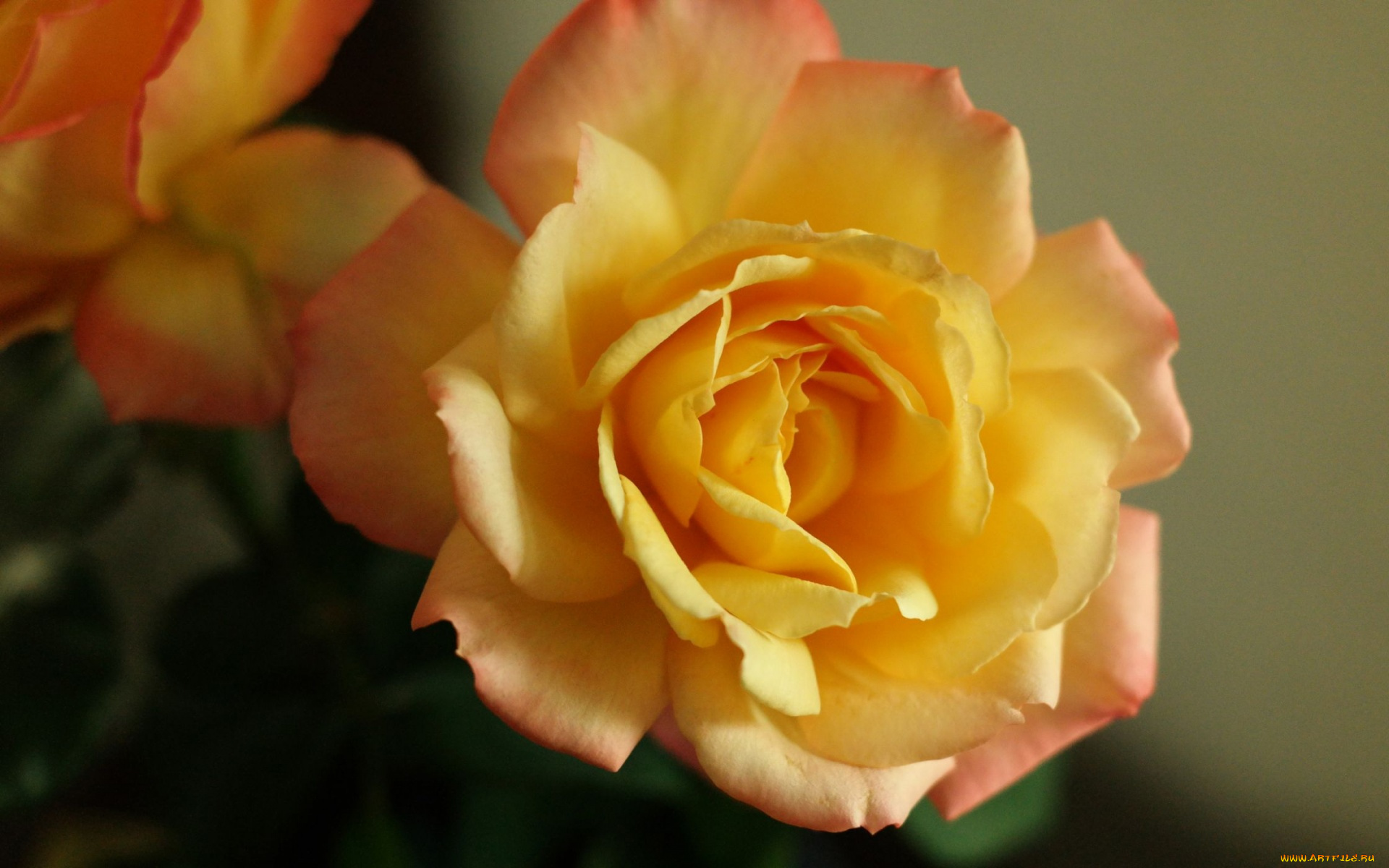 цветы, розы, макро