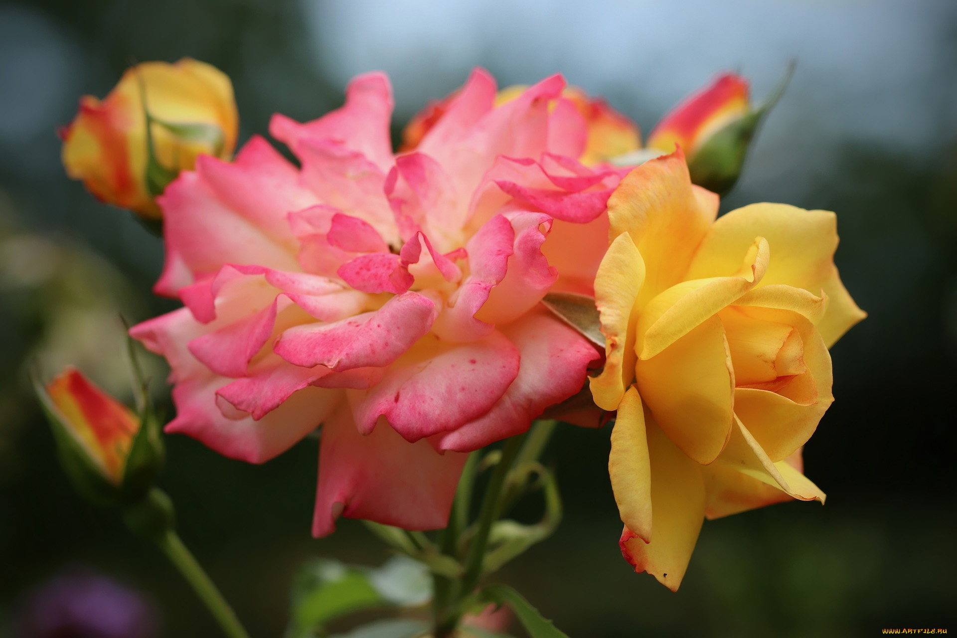 цветы, розы, макро