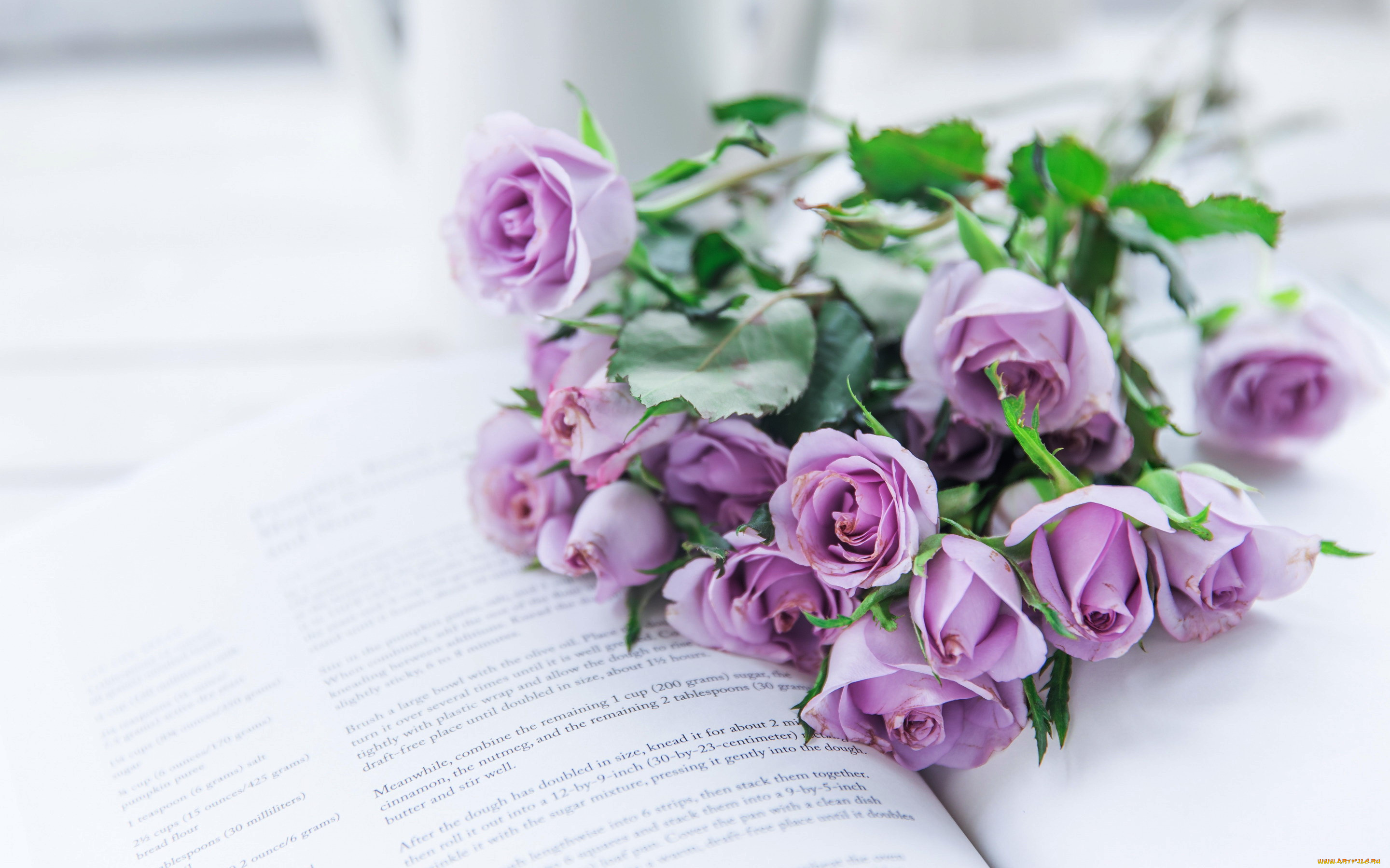 цветы, розы, лиловый
