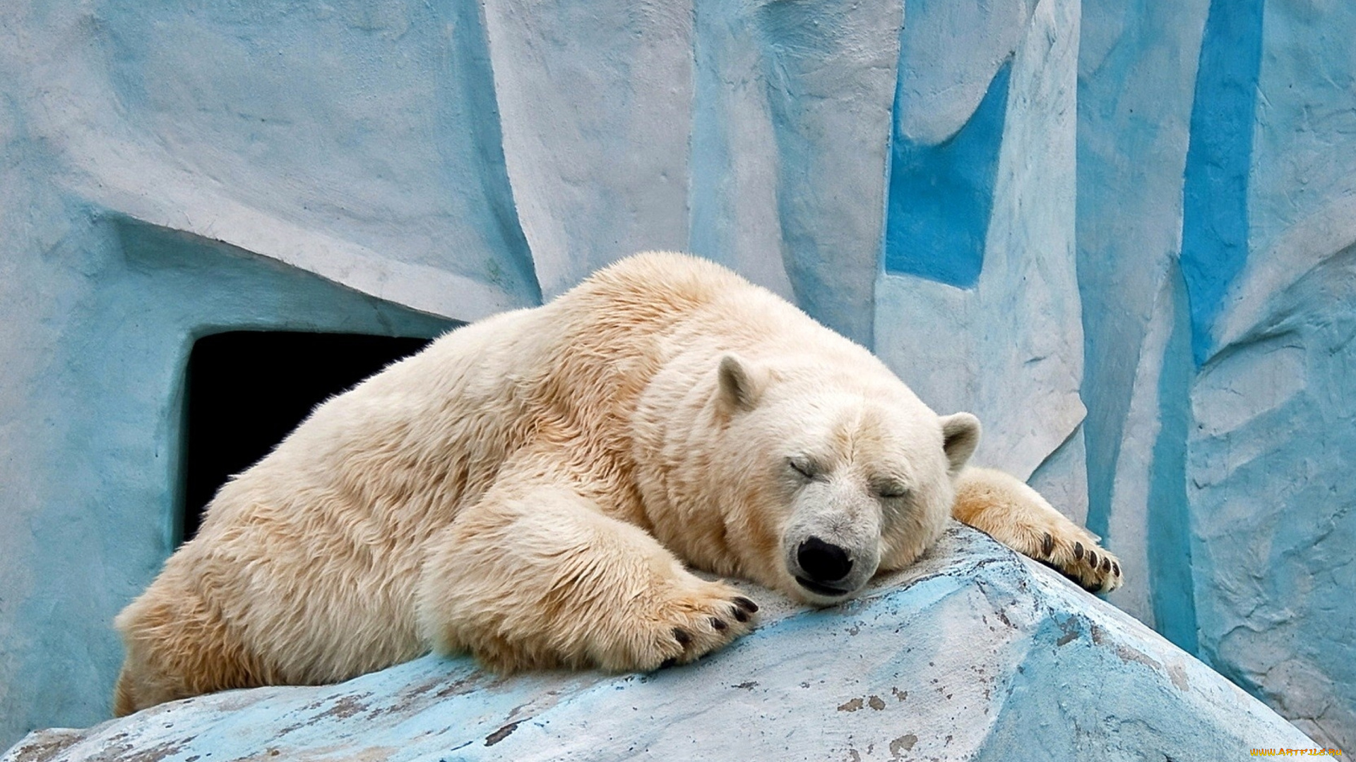 белый, животные, медведи, полярный, медведь, хищники, медвежьи, млекопитающие, снег, мороз, льды, шерсть, когти, пасть, клыки