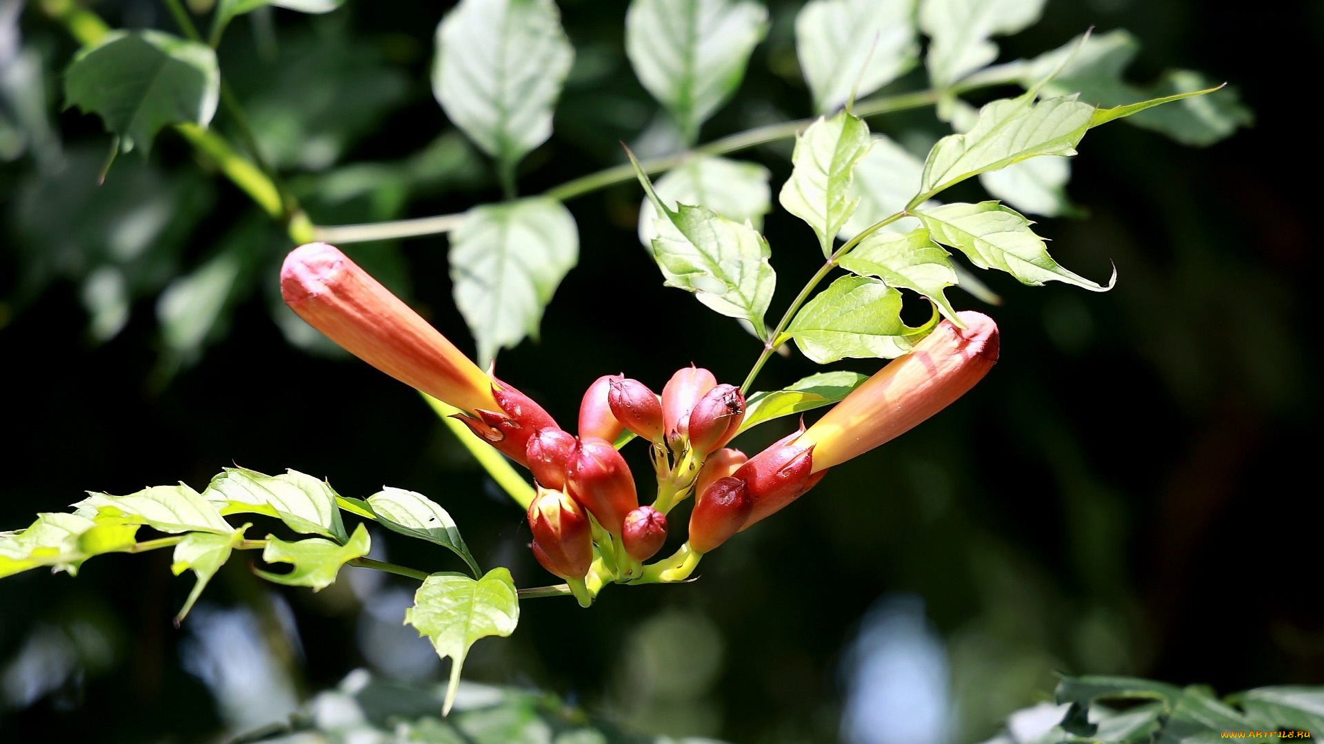 цветы, кампсис, , текома, бутоны