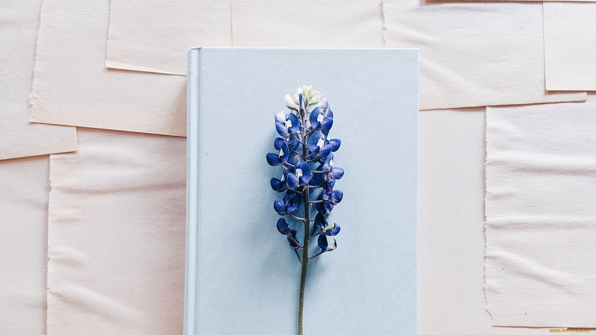 цветы, люпин, книга, гроздь