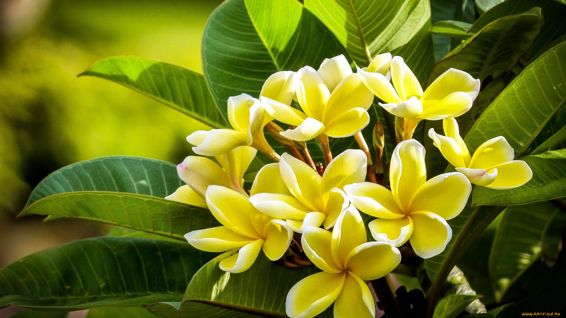 цветы, плюмерия, куст