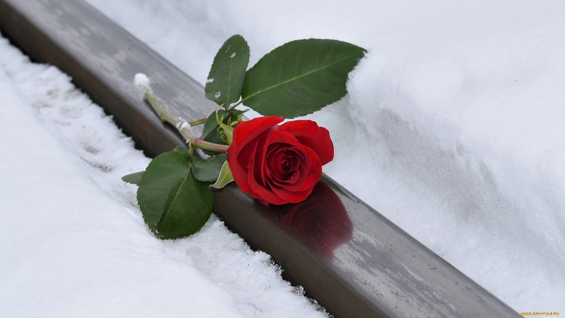 цветы, розы, алая, роза, снег