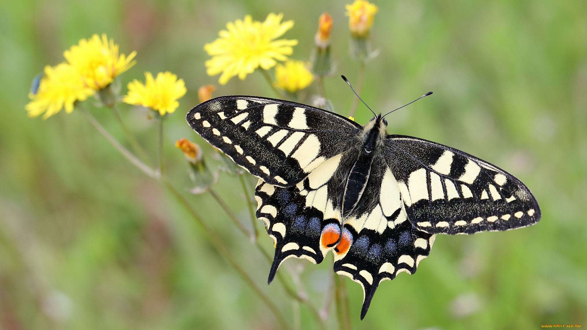makhaon, животные, бабочки, , мотыльки, , моли, бабочка, махаон, чешуекрылые, парусники, хвостоносцы, махаоны, насекомые