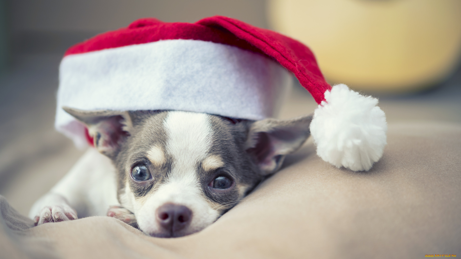 животные, собаки, christmas