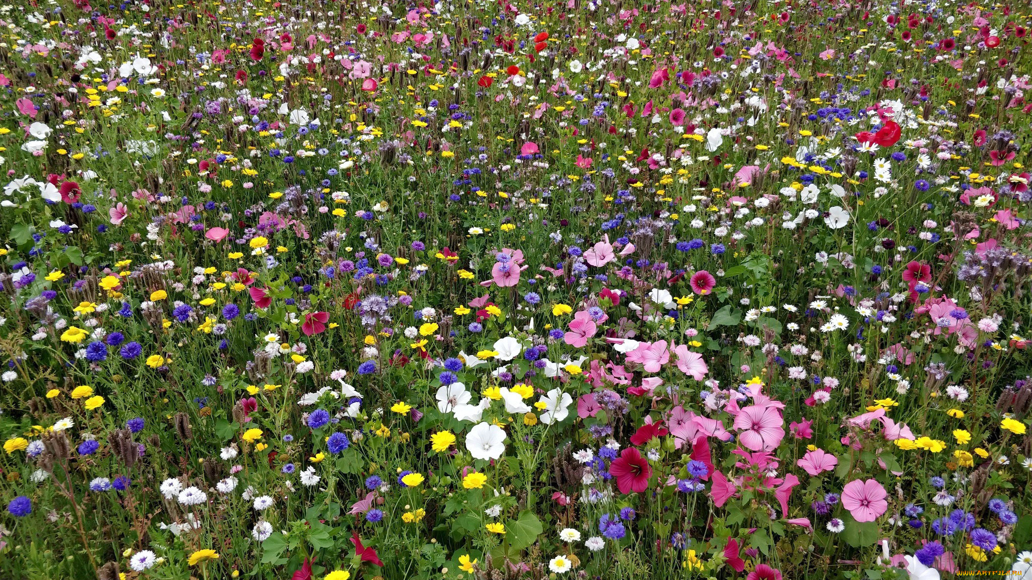 цветы, луговые, , полевые, , цветы, одуванчики, васильки, лаватера