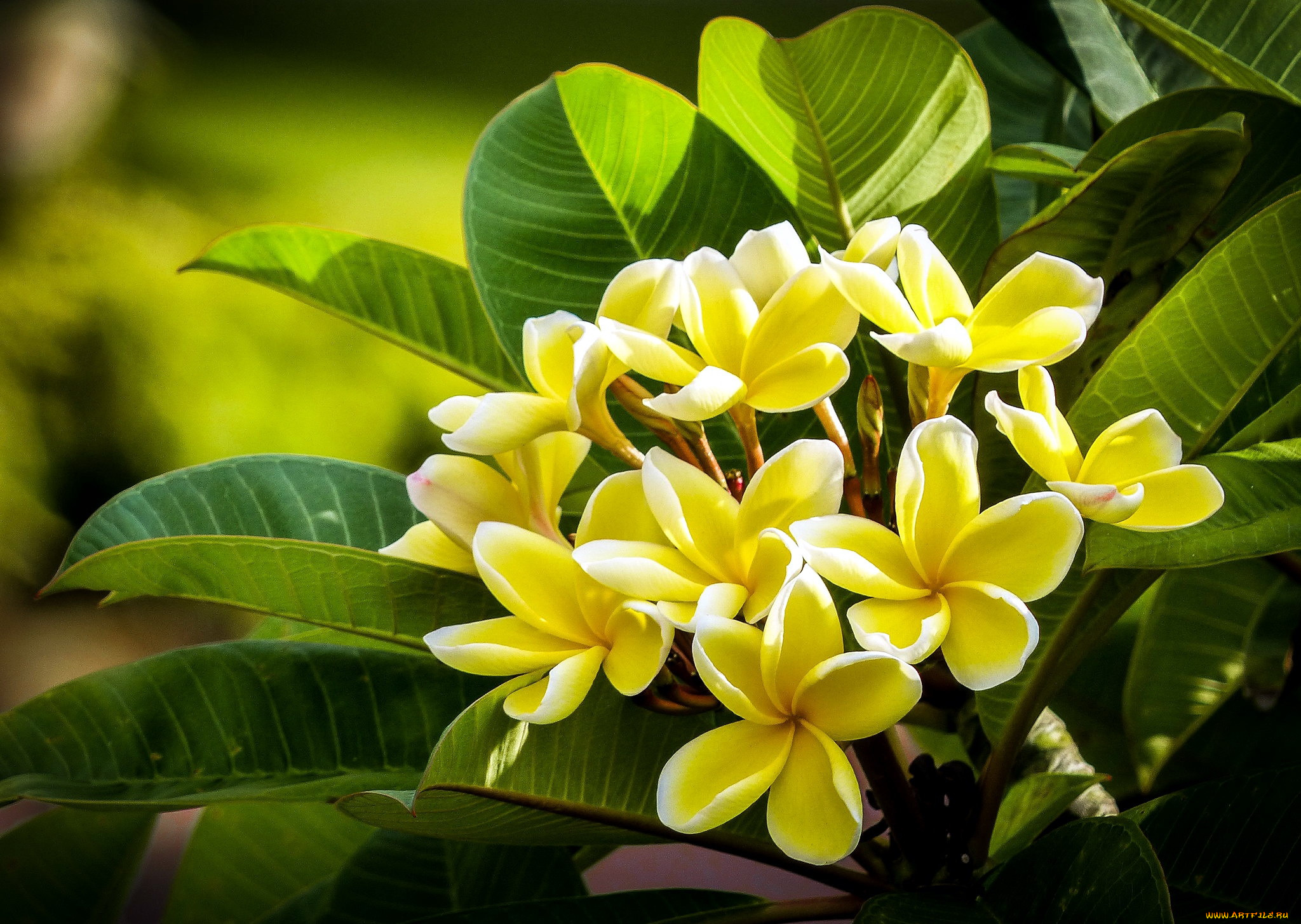цветы, плюмерия, куст