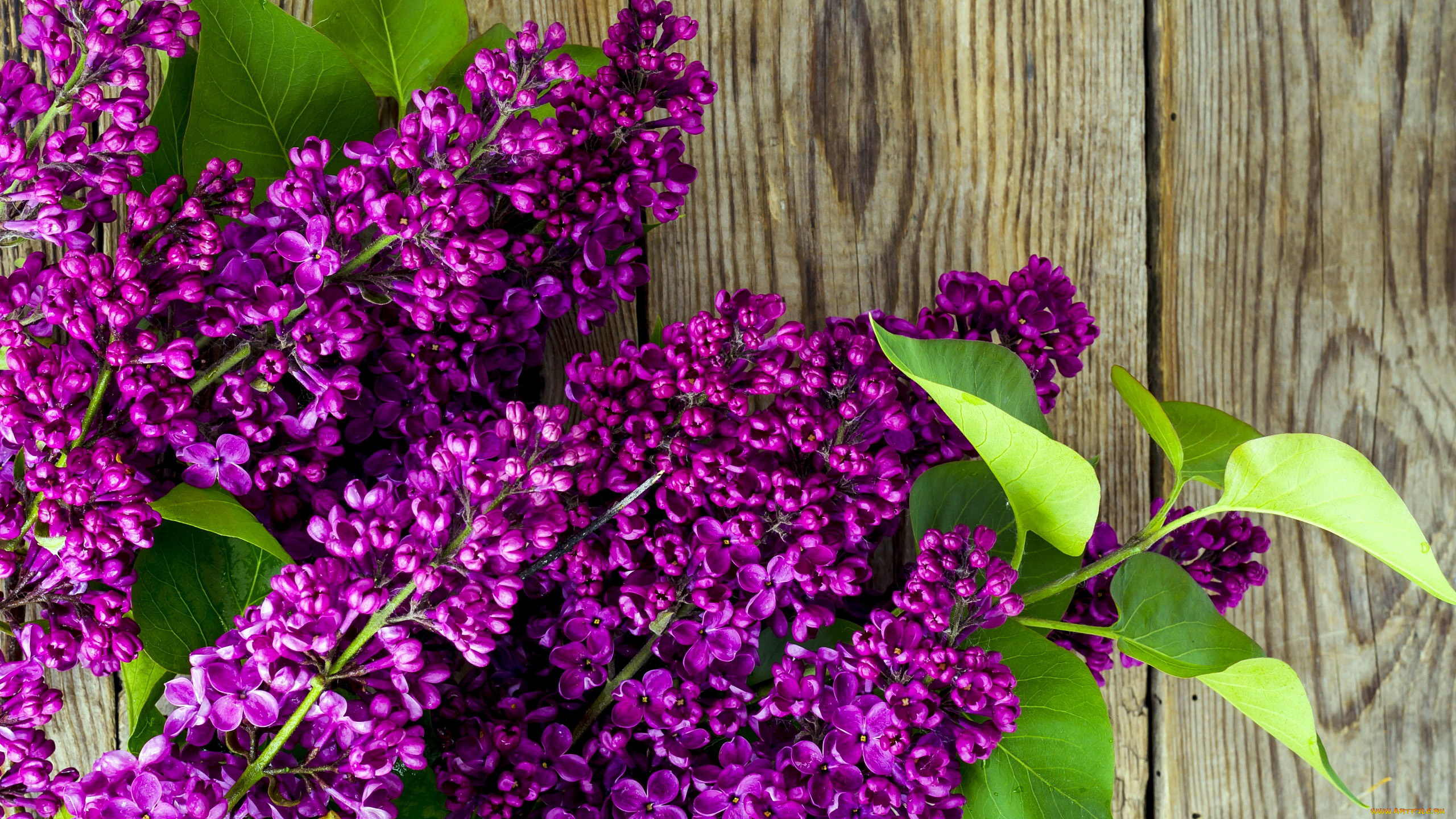 цветы, сирень, ветки, сиреневая