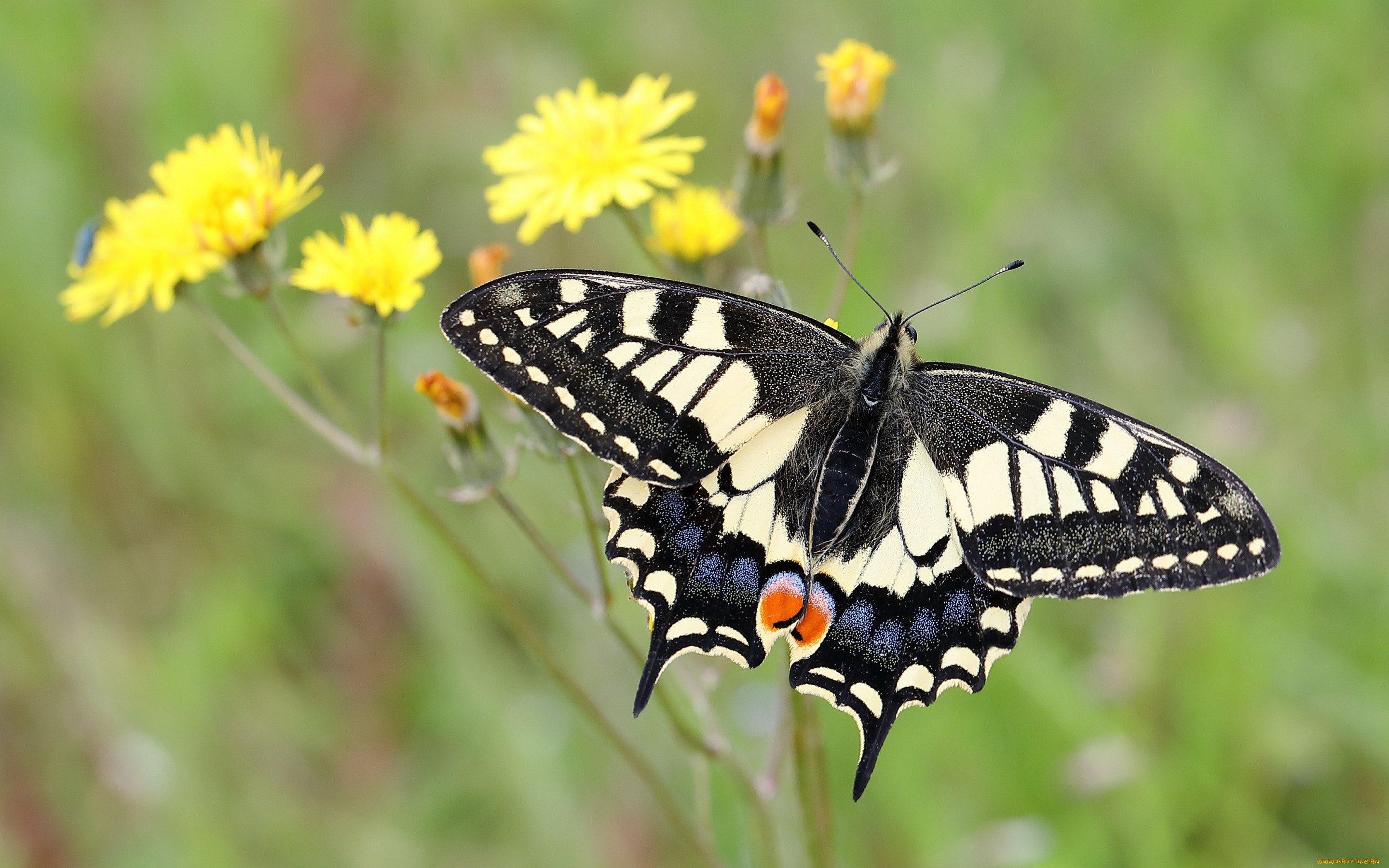 makhaon, животные, бабочки, , мотыльки, , моли, бабочка, махаон, чешуекрылые, парусники, хвостоносцы, махаоны, насекомые