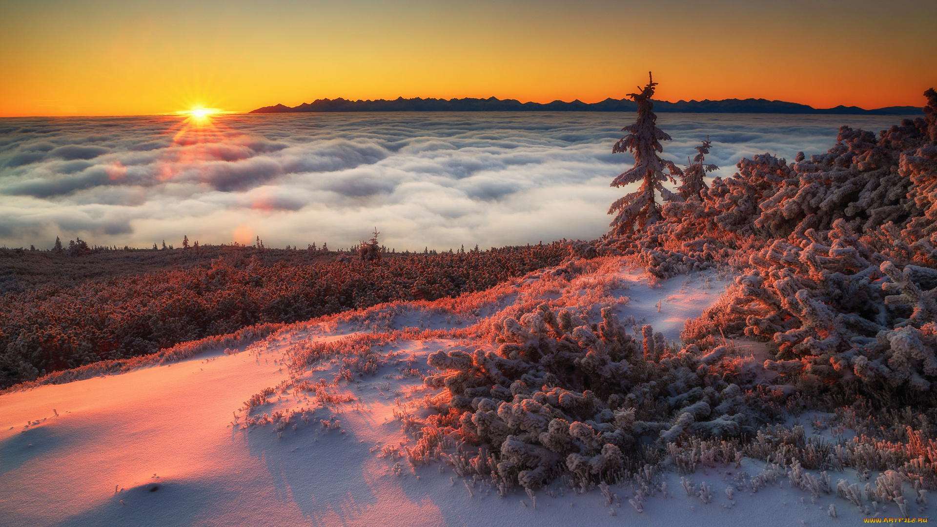 природа, восходы, закаты, деревья, туман, закат