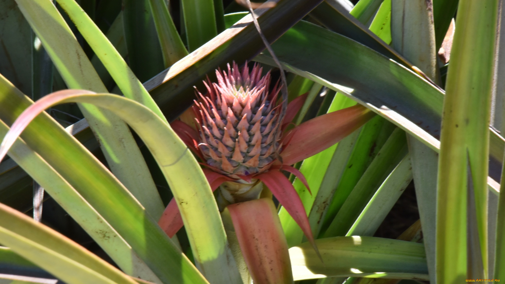 природа, плоды, ананас