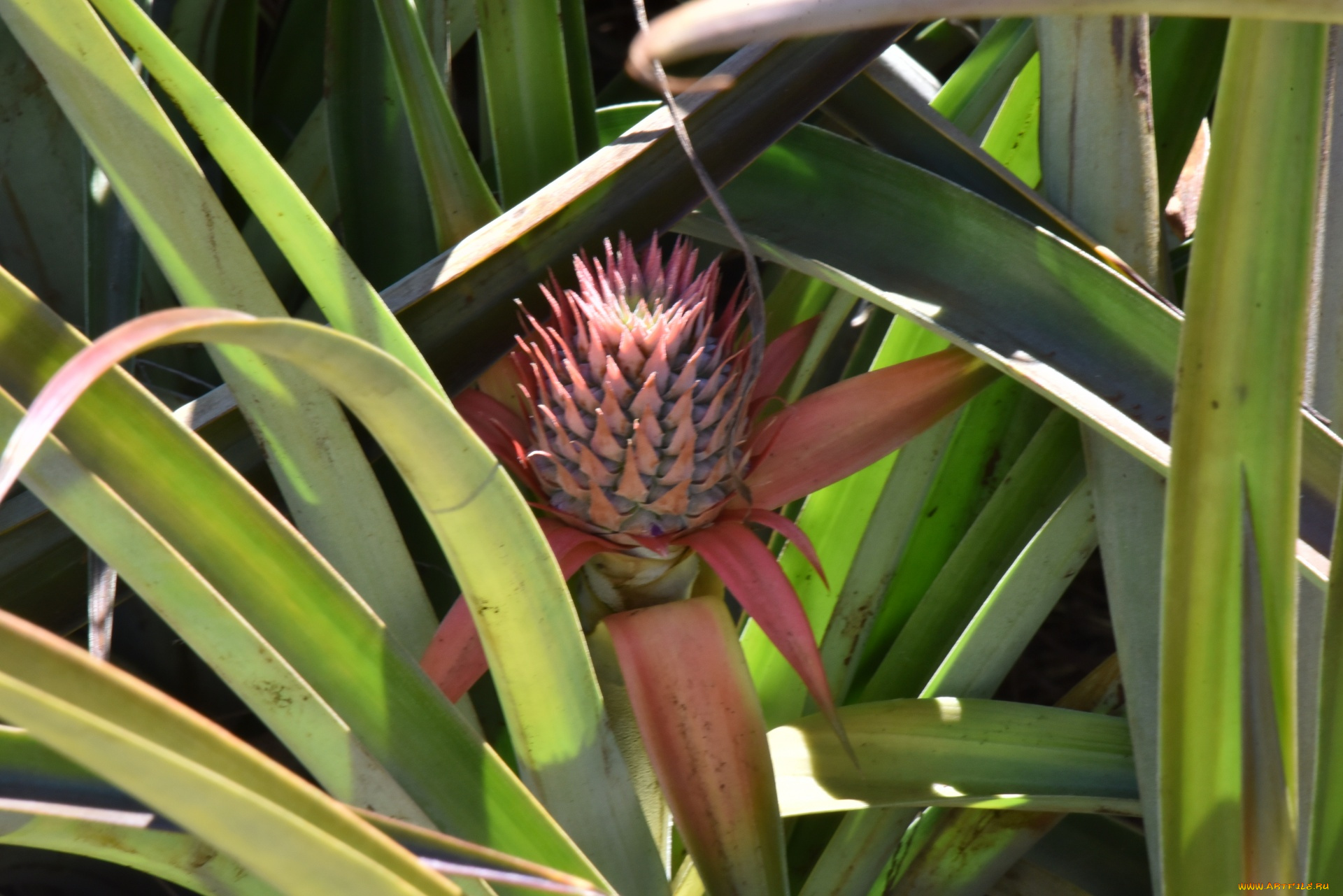 природа, плоды, ананас