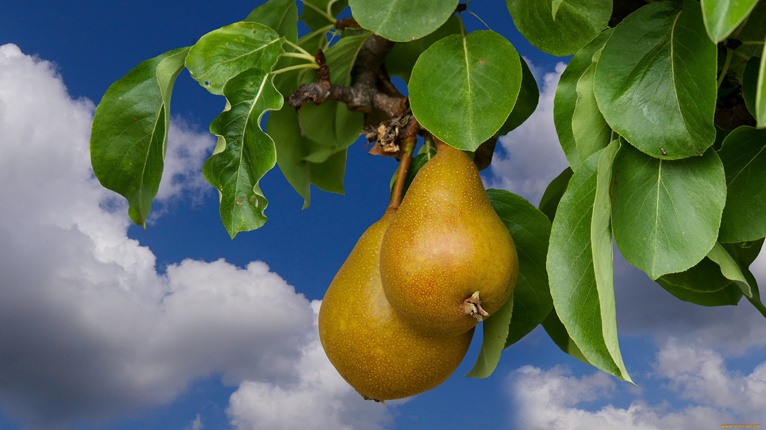 природа, плоды, груши