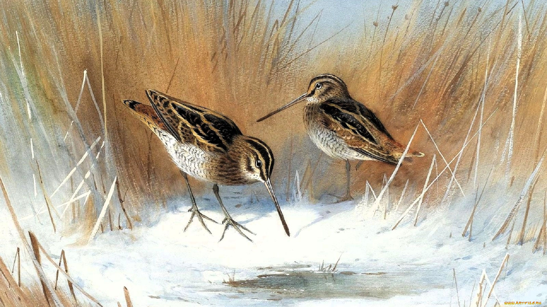 рисованное, archibald, thorburn, кулики, трава, снег
