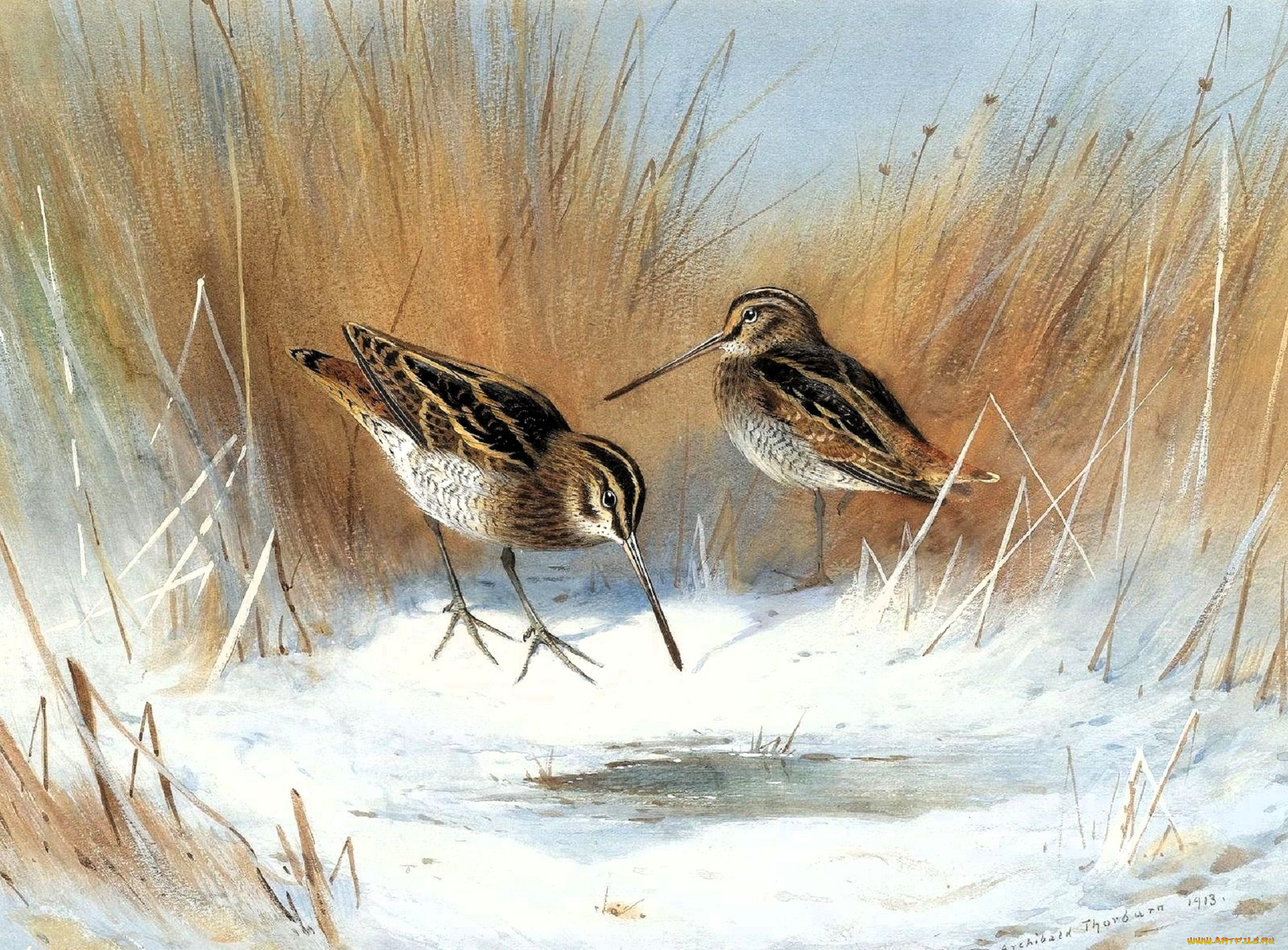 рисованное, archibald, thorburn, кулики, трава, снег