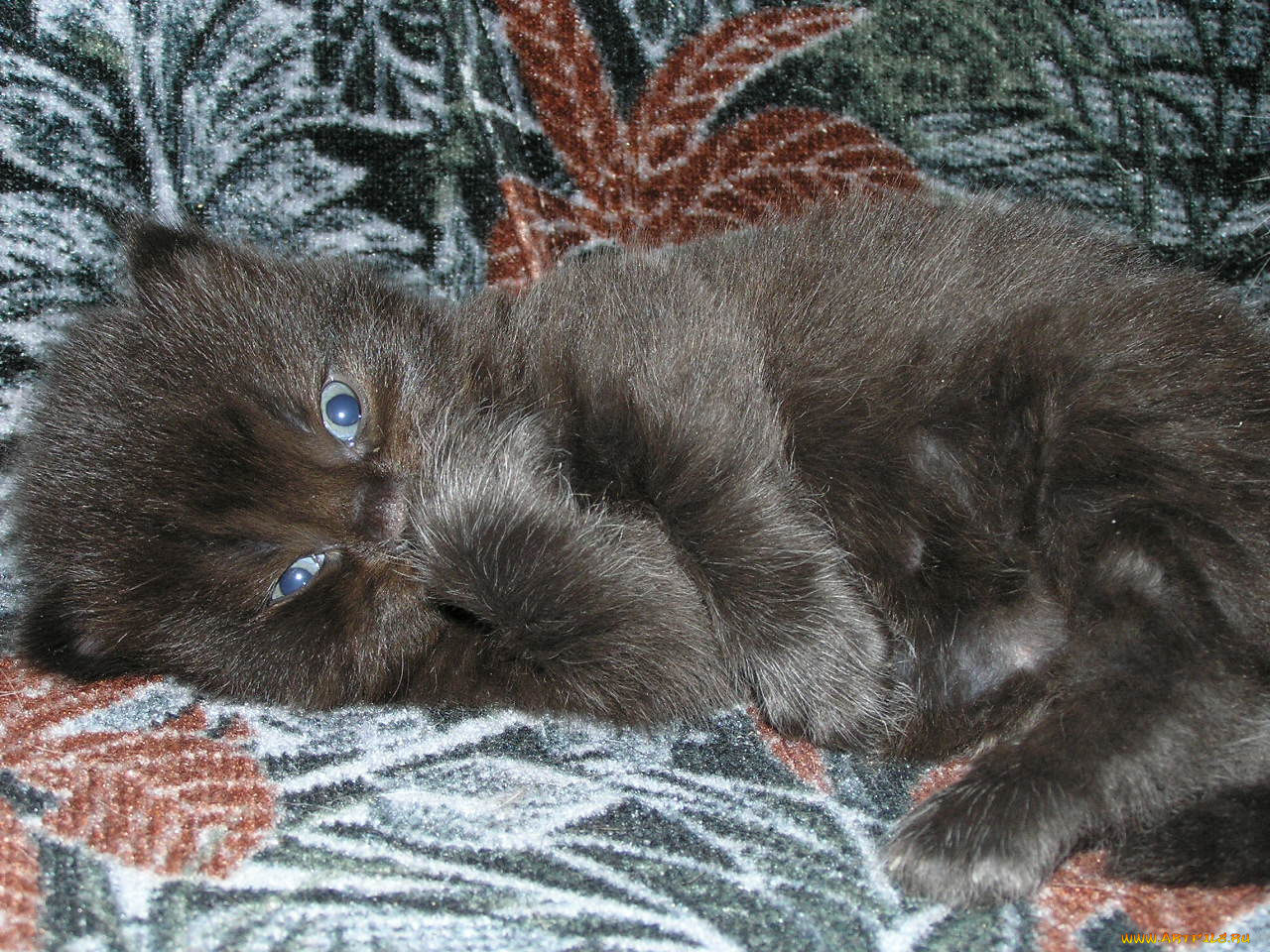 животные, коты