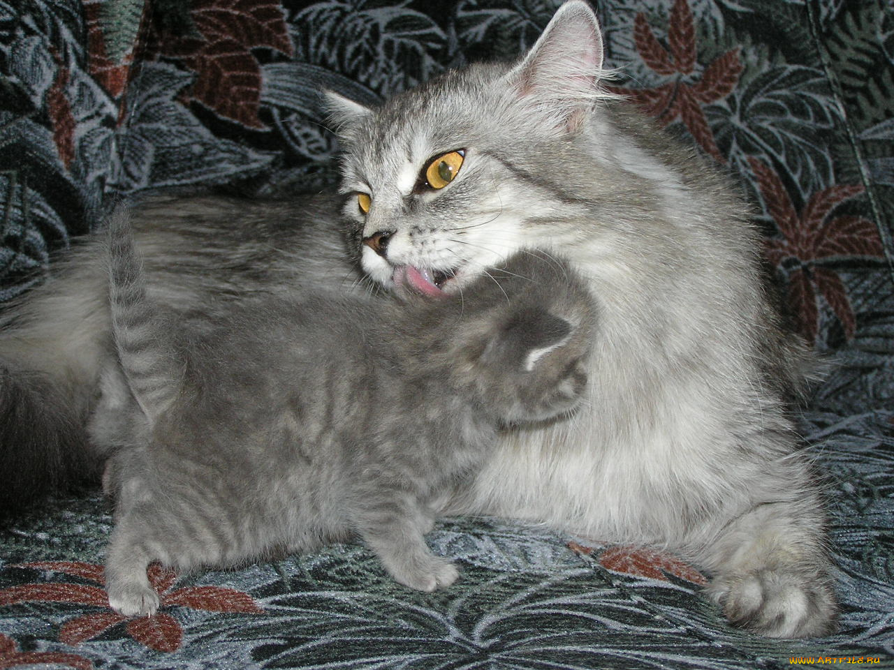 животные, коты