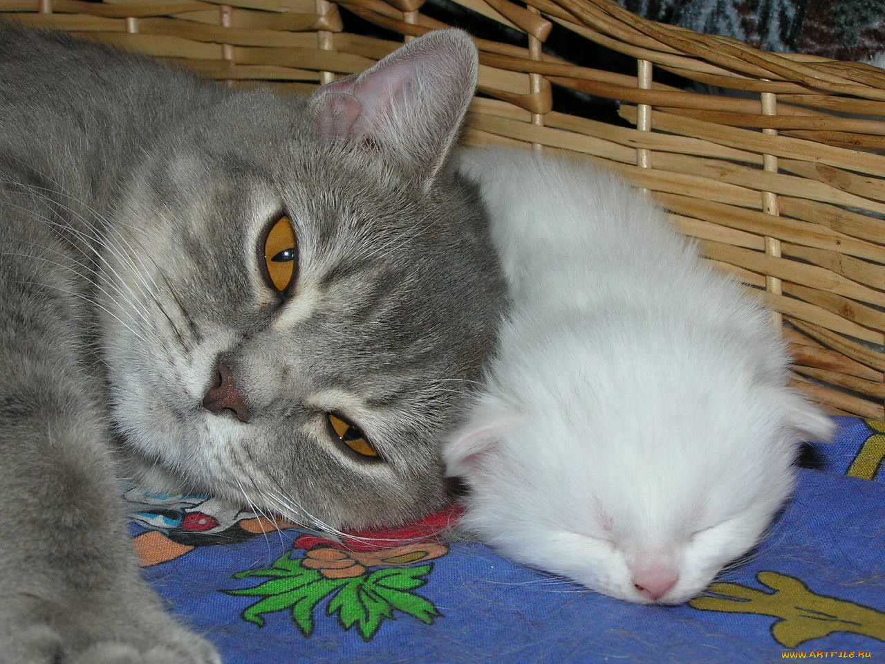 животные, коты