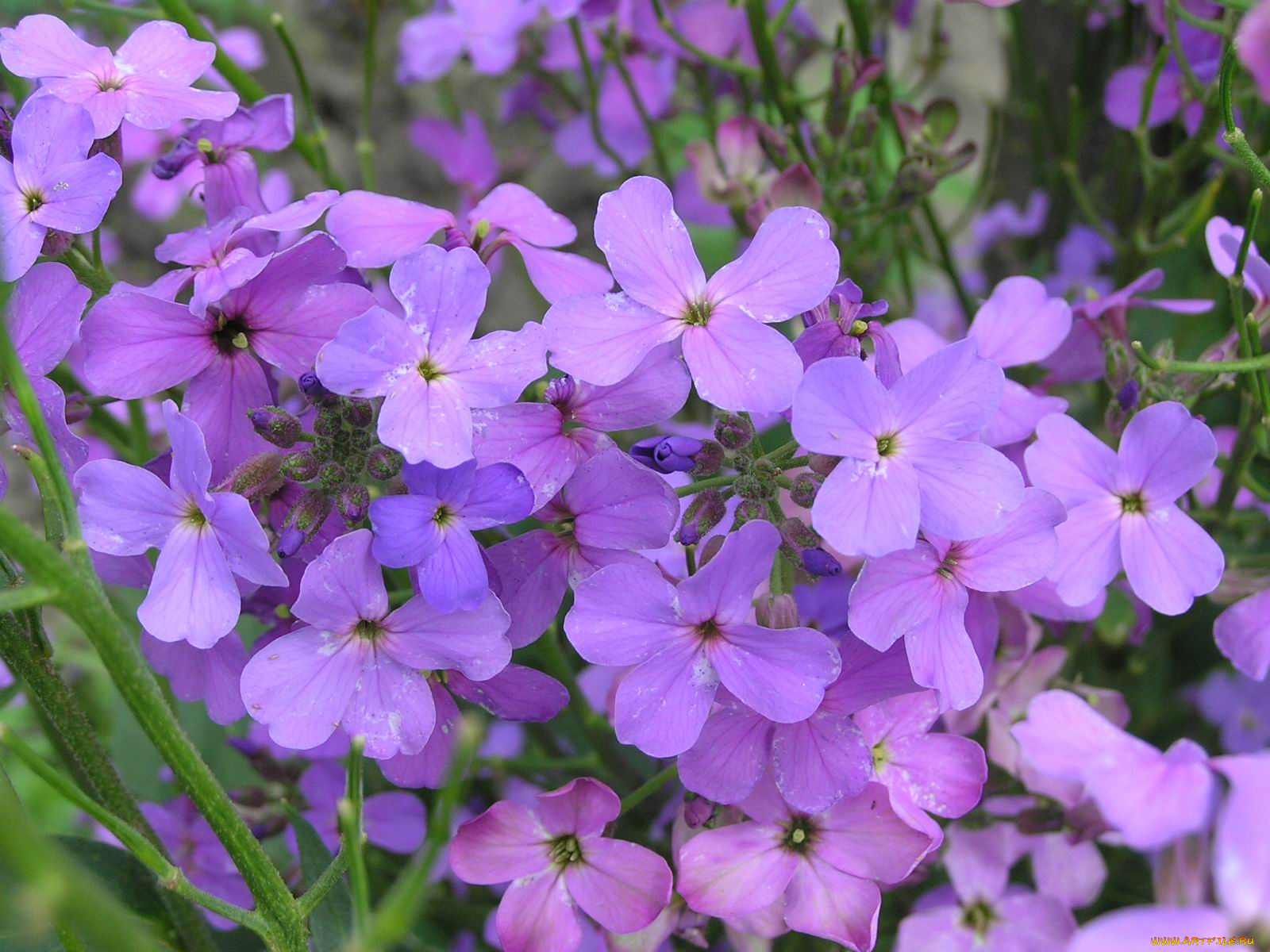 матиола, цветы, левкой