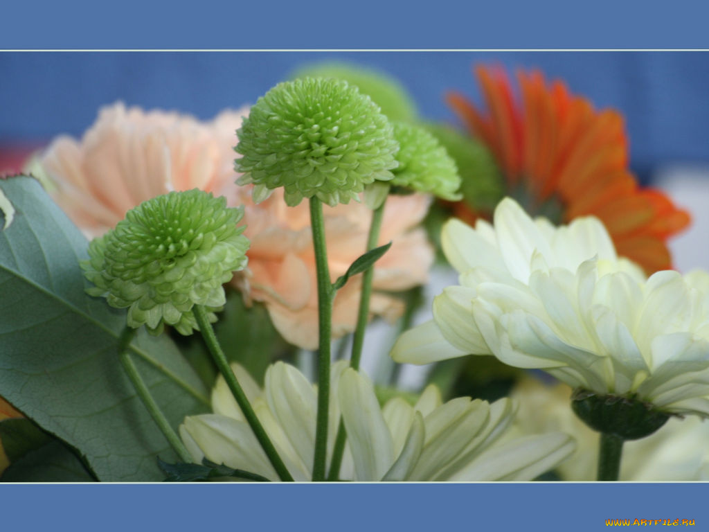 цветы, хризантемы