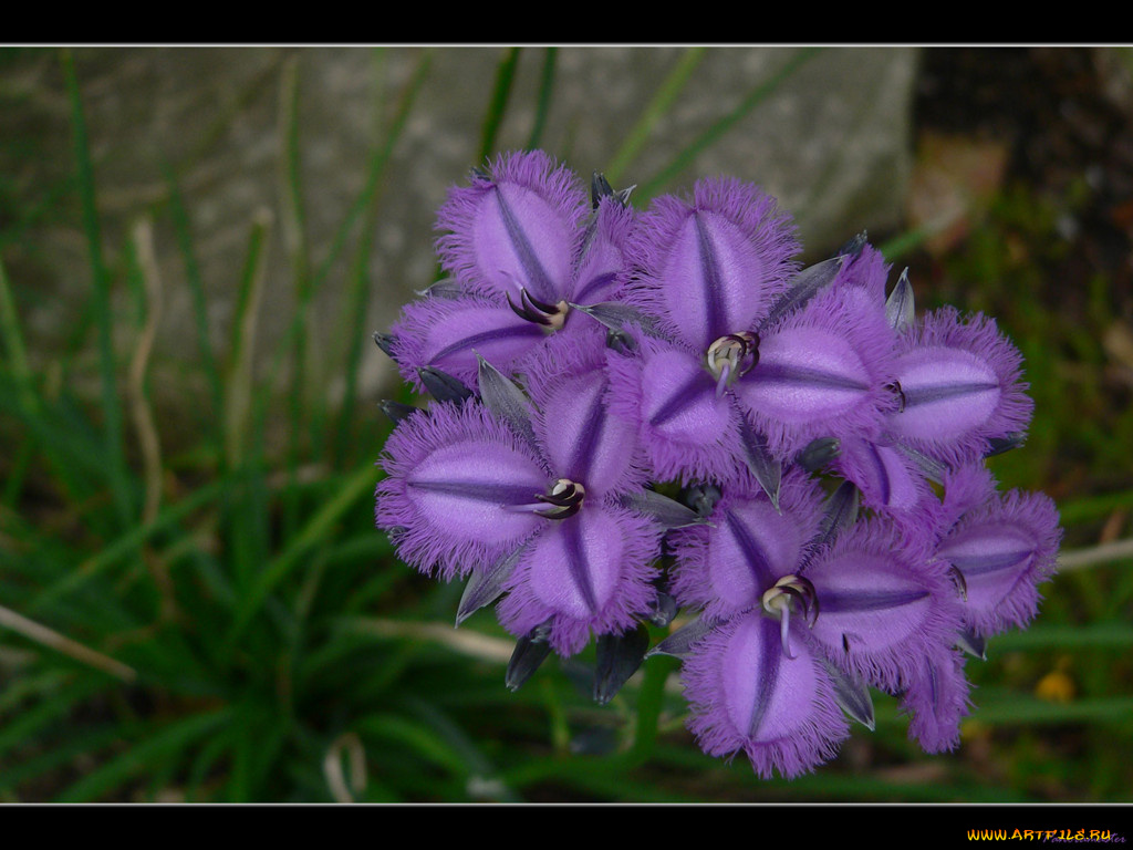 цветы, традесканции