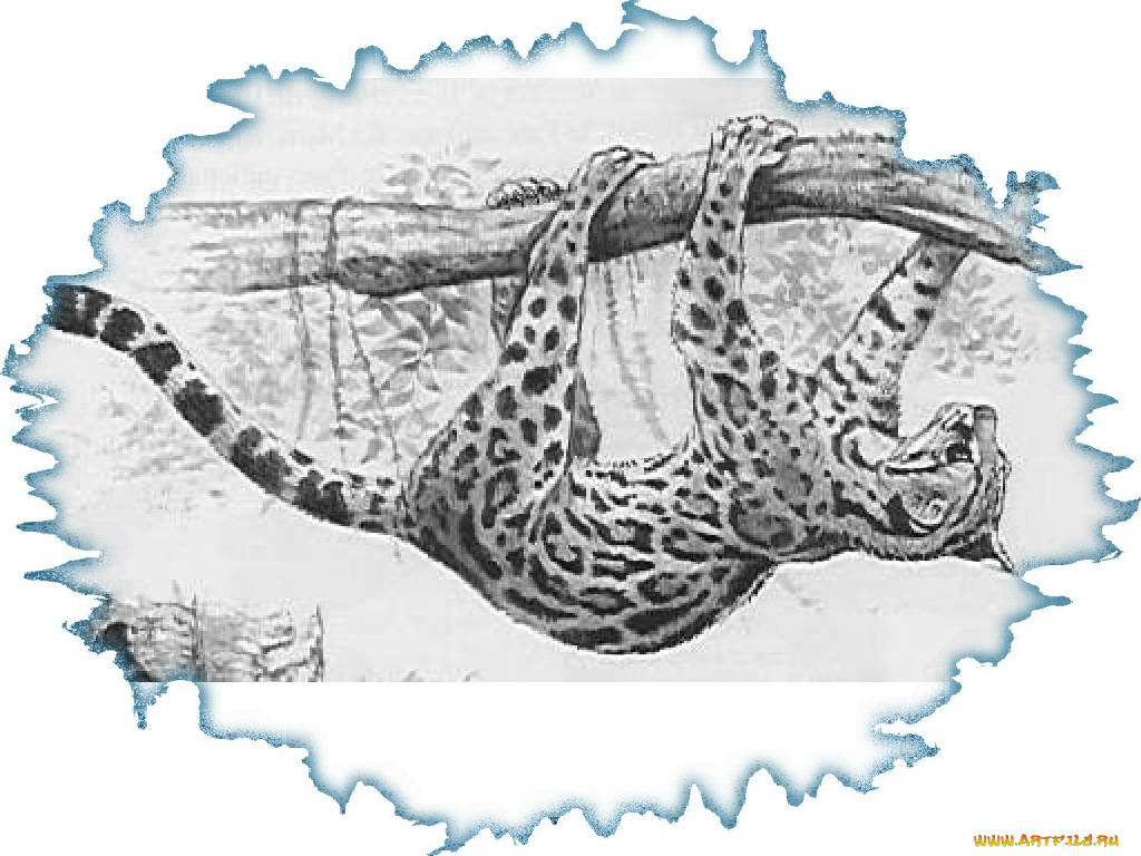 рисованные, животные, ягуары, леопарды