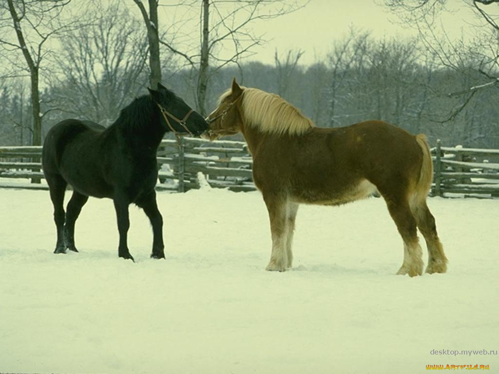 животные, лошади