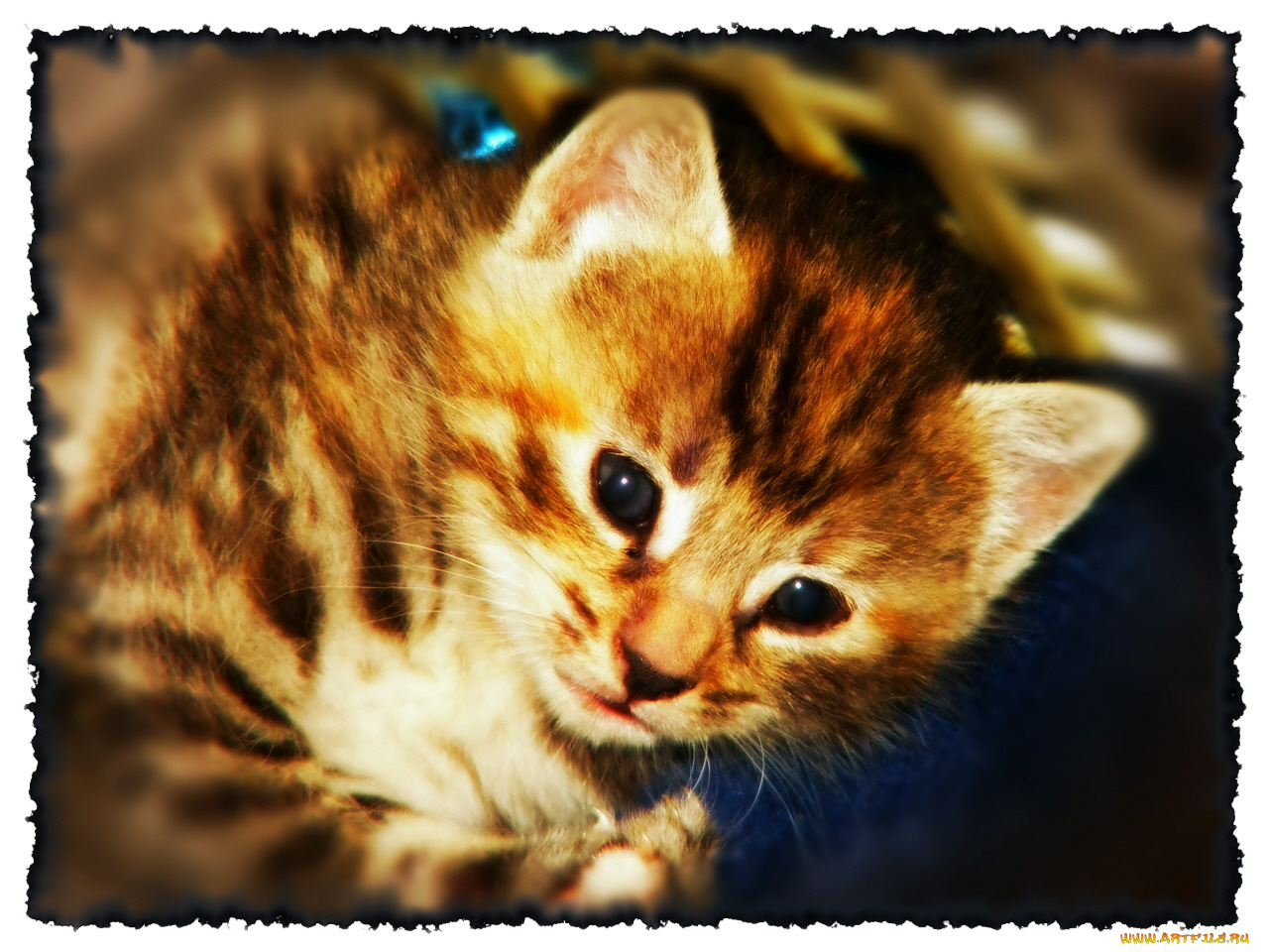 животные, коты