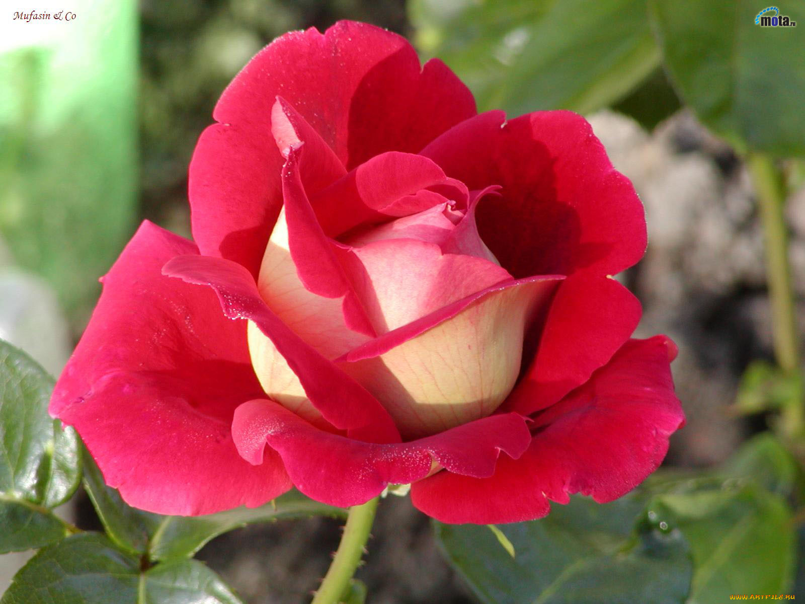 цветы, розы