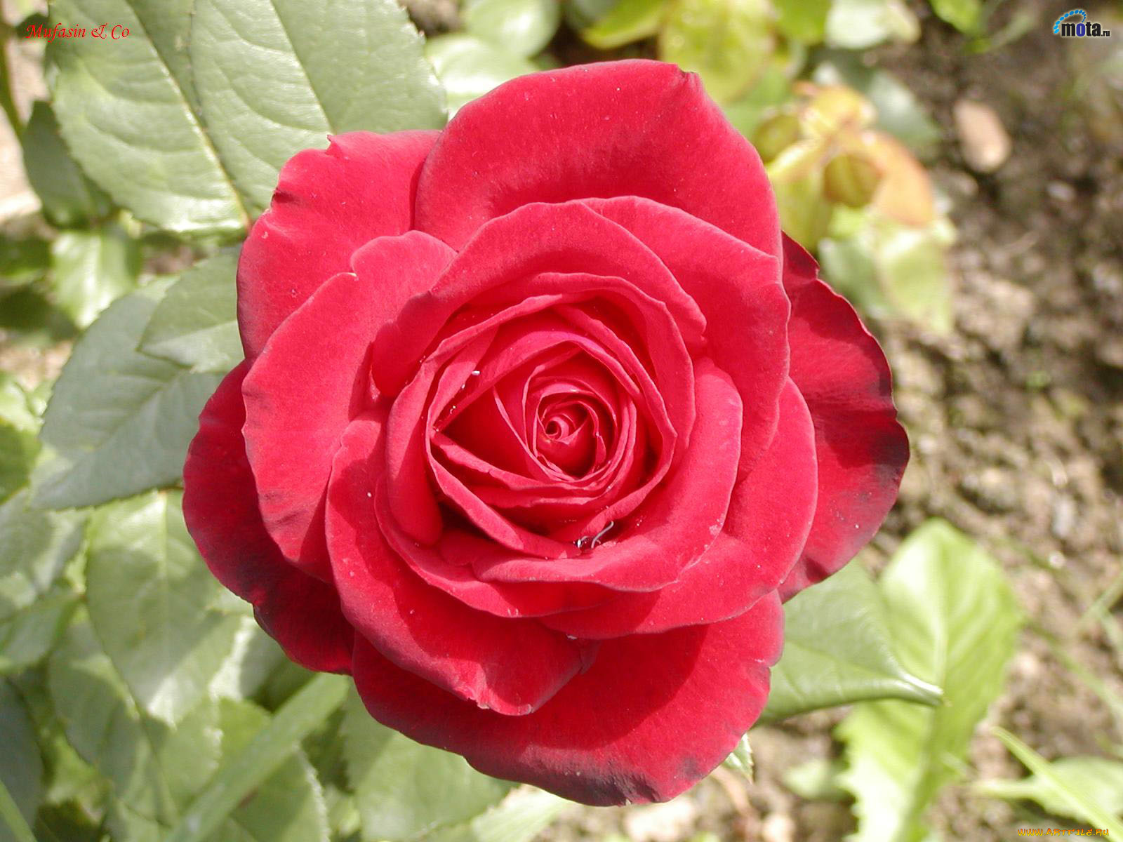 цветы, розы