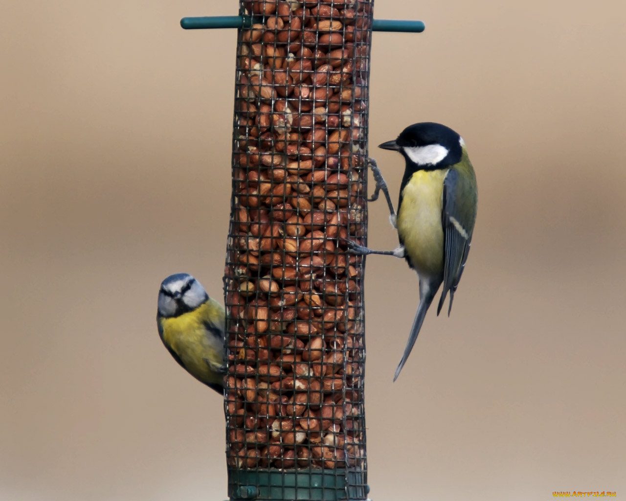 животные, синицы, лазоревки