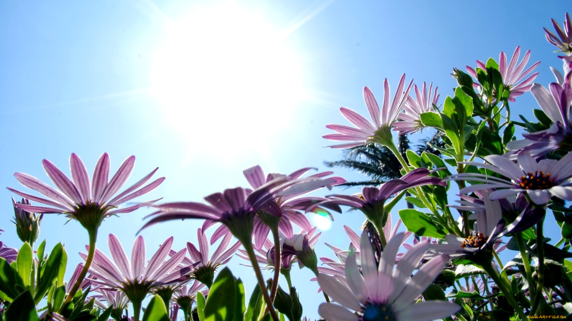 цветы, диморфотеки, солнце, небо, сиреневый