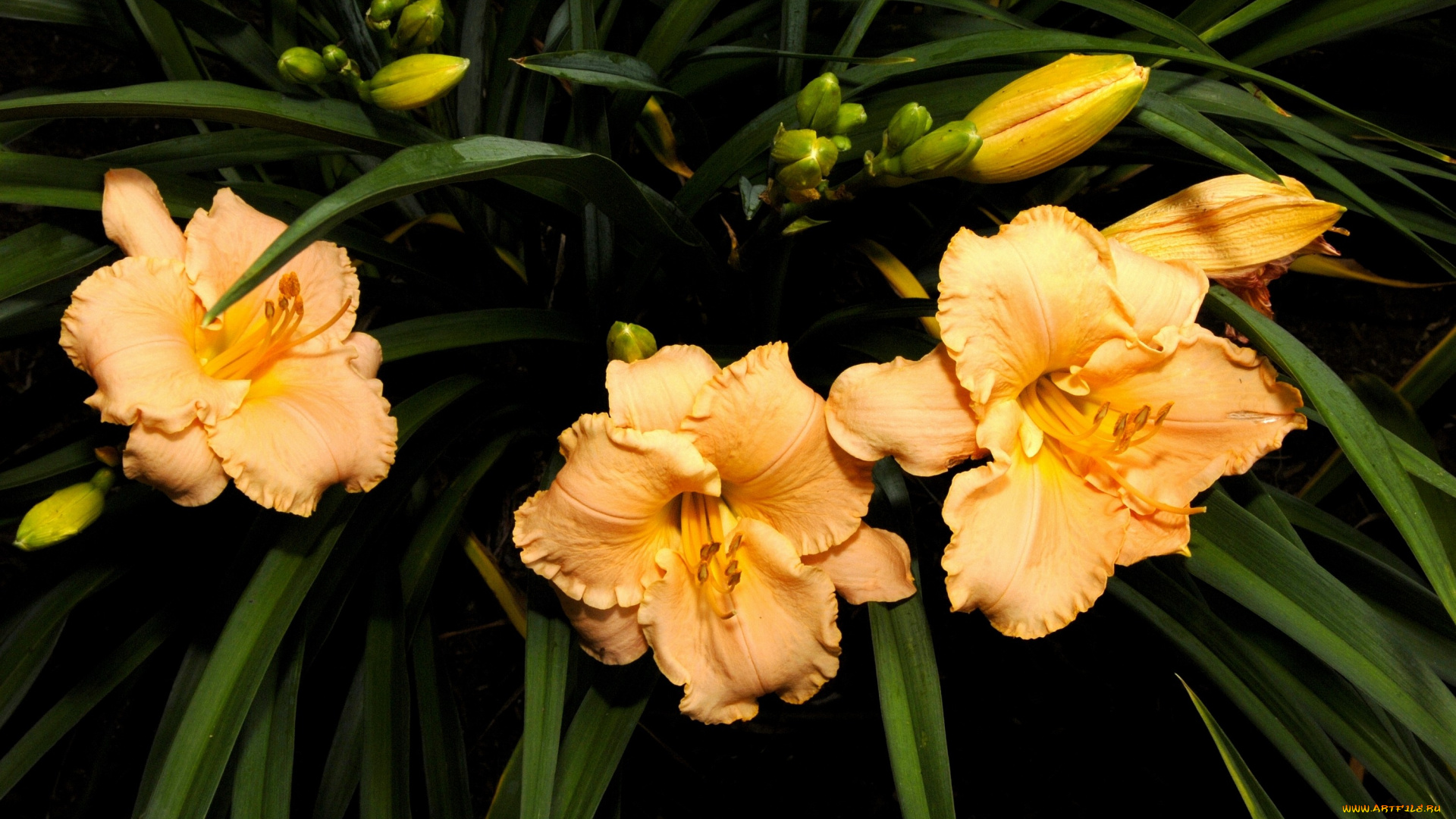 цветы, лилии, лилейники, лепестки, желтый