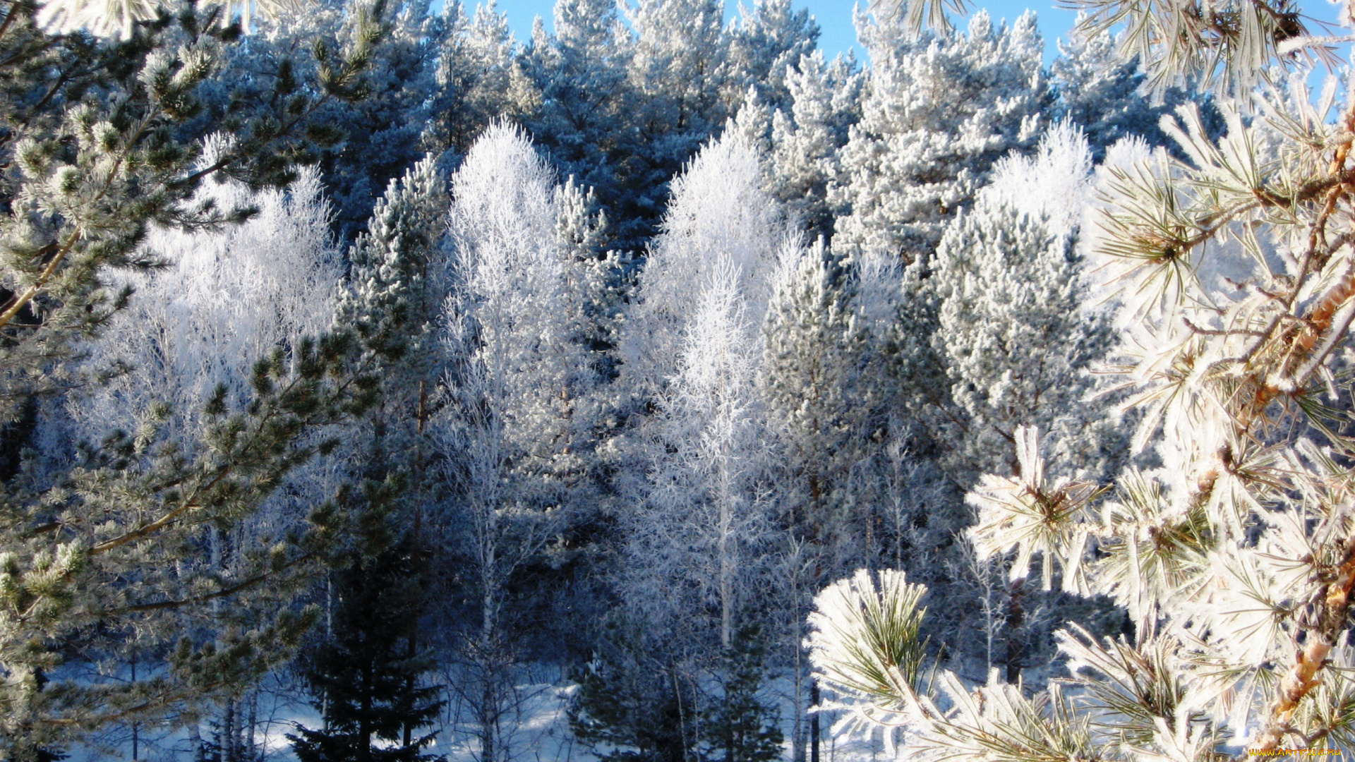 природа, зима, иней