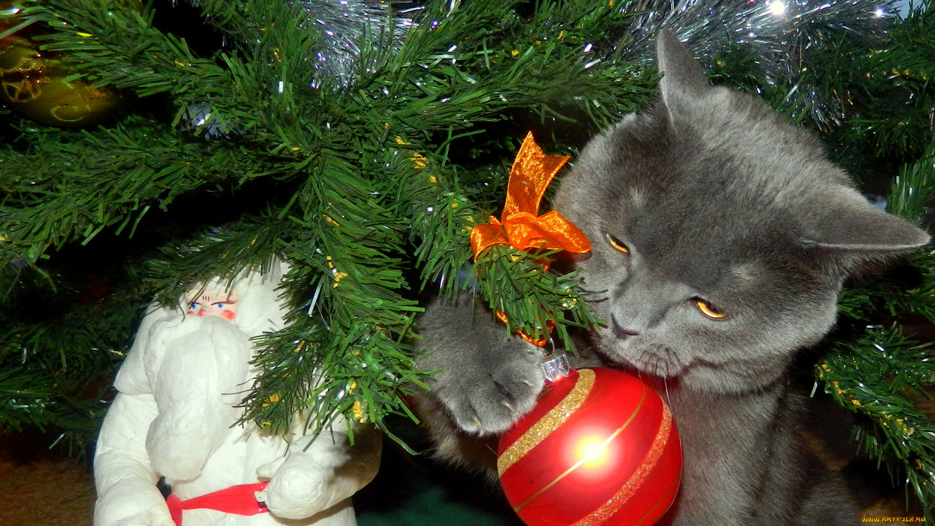 животные, коты, кошка, праздник, новый, год, ёлка, дед, мороз, кот