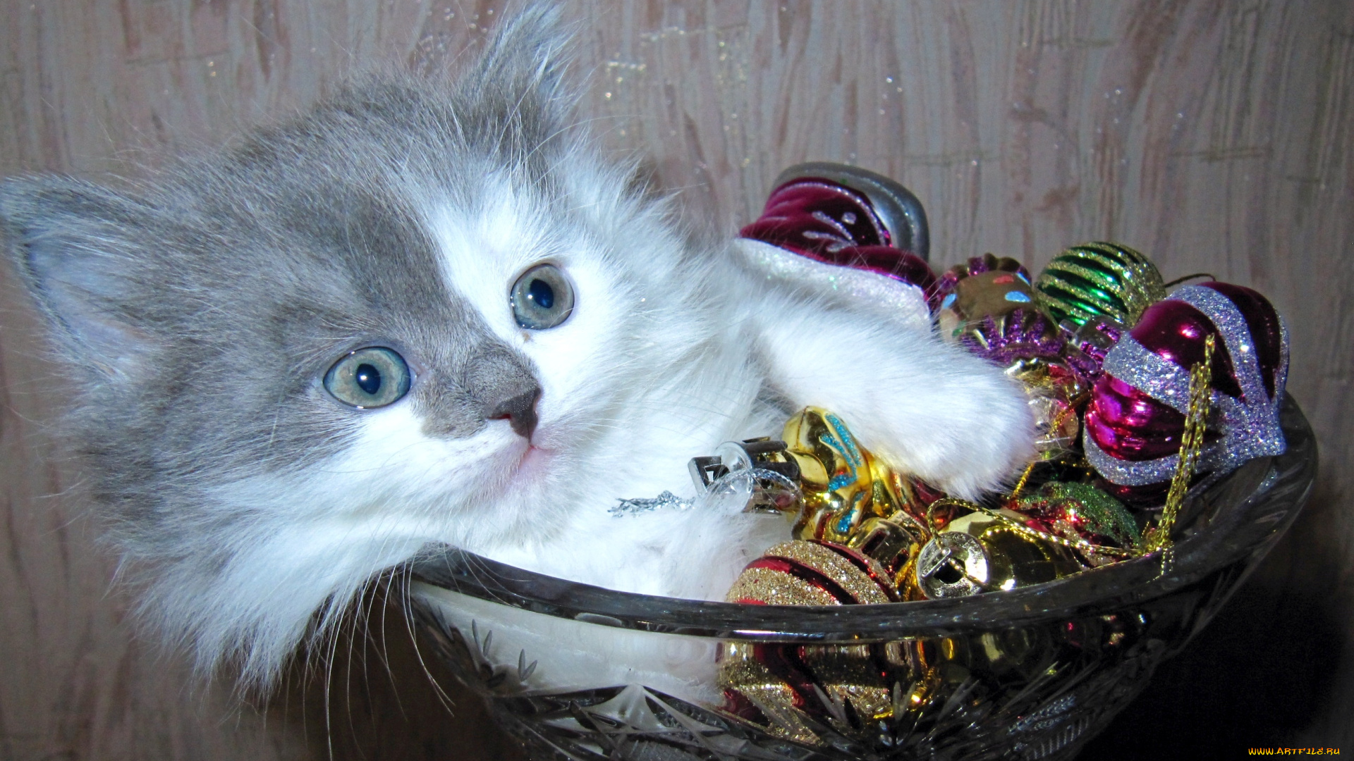 животные, коты, кот, кошка, котёнок, ваза, игрушки