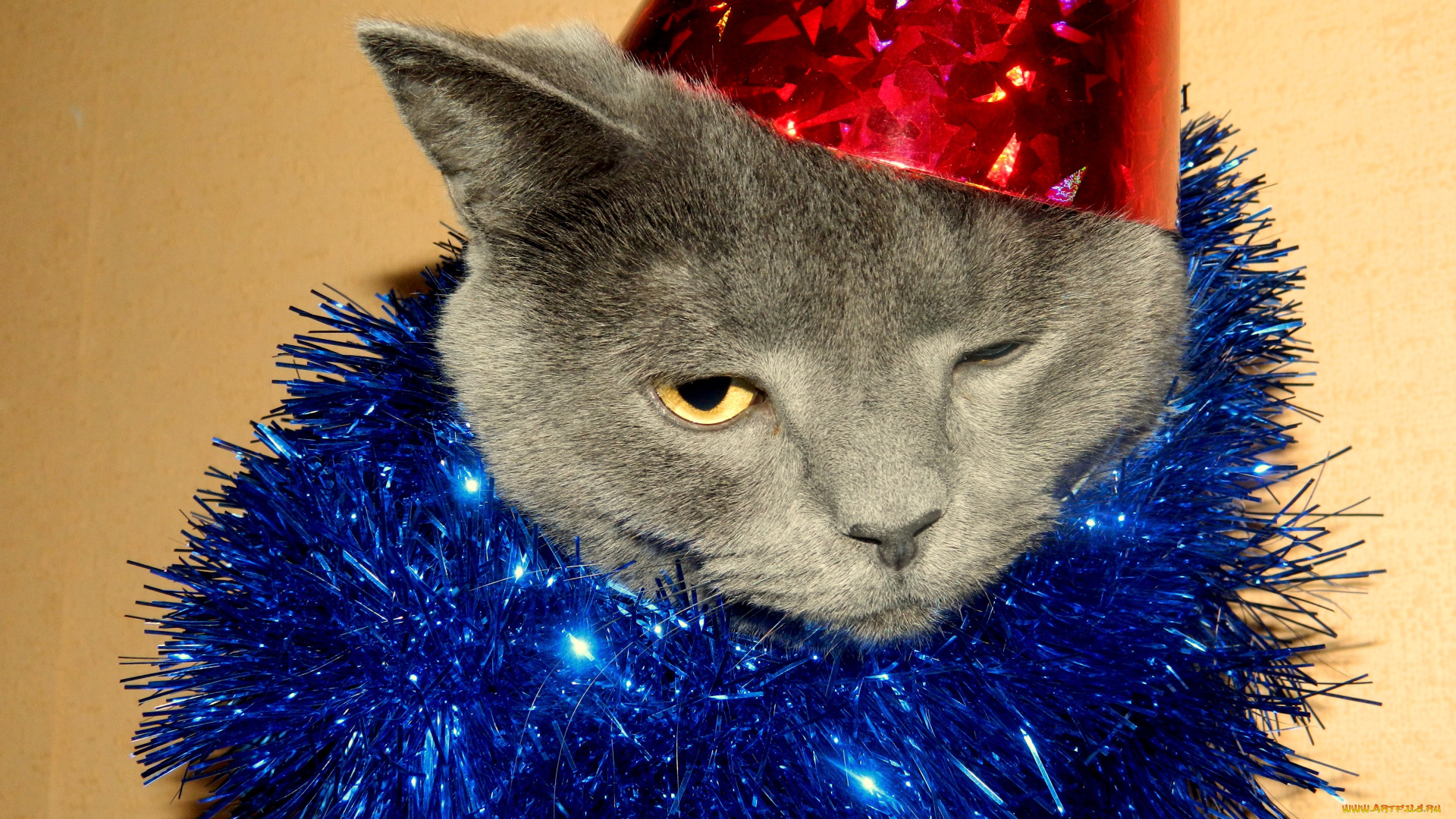 животные, коты, кот, кошка, праздник, новый, год, мишура