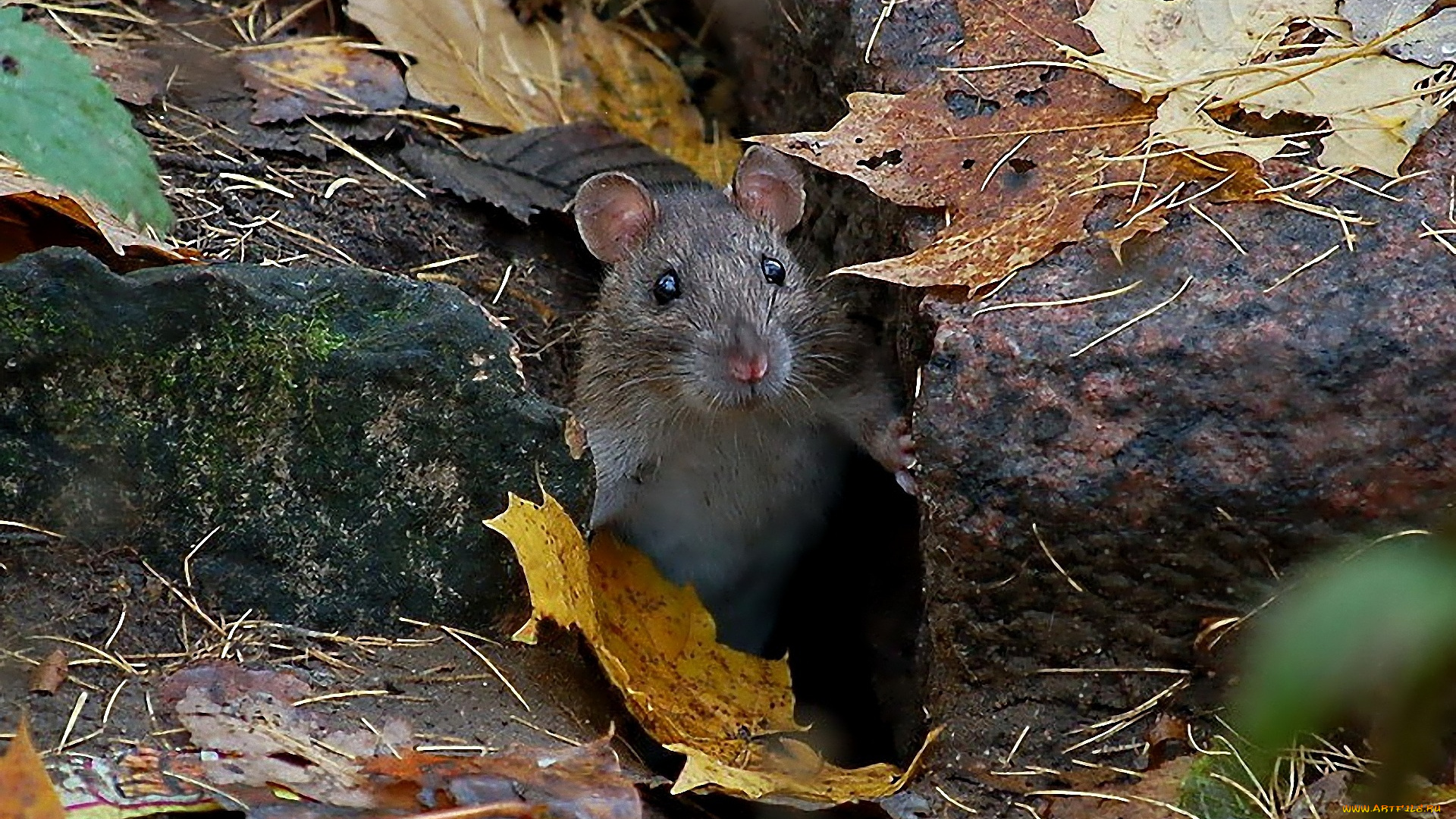 животные, крысы, мыши, живу, я, здесь