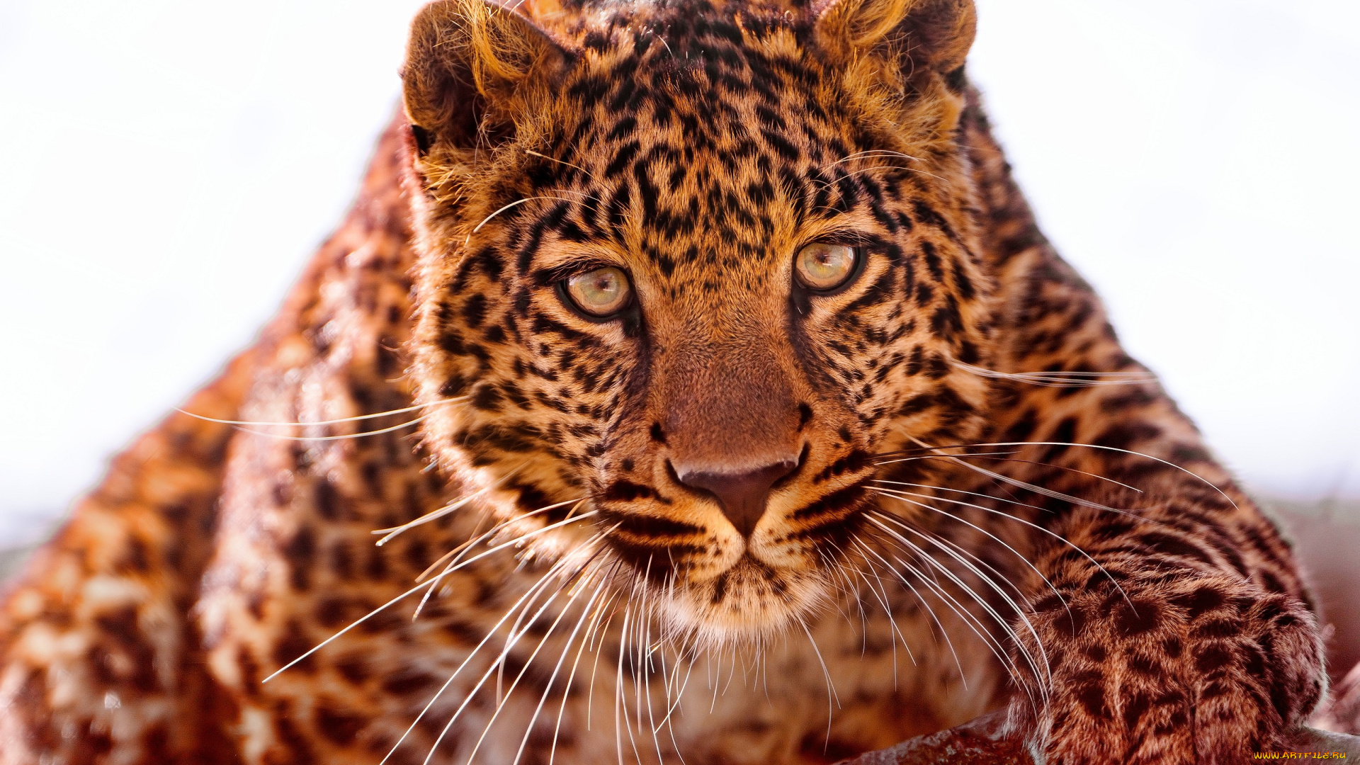 животные, леопарды, пятна, взгляд