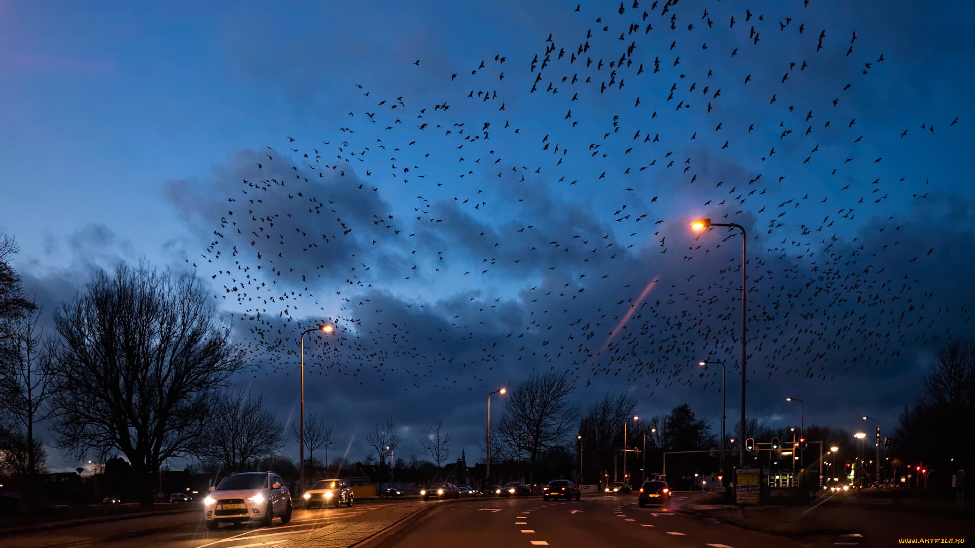 разное, транспортные, средства, и, магистрали, птицы, голландия, дорога, машины, огни, ночь
