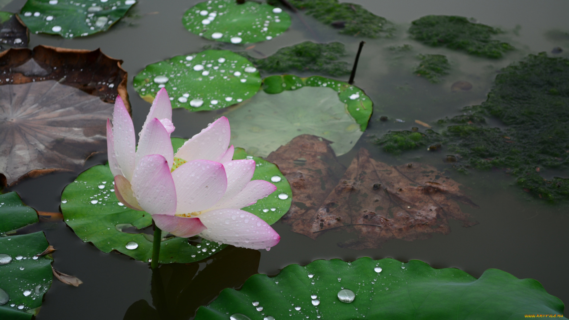 цветы, лотосы, капли, лепестки