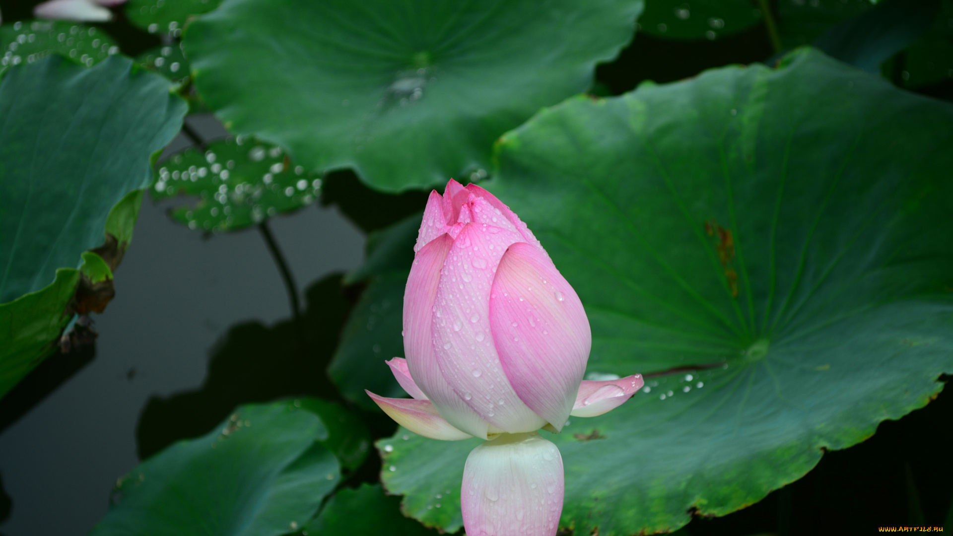 цветы, лотосы, капли, лепестки