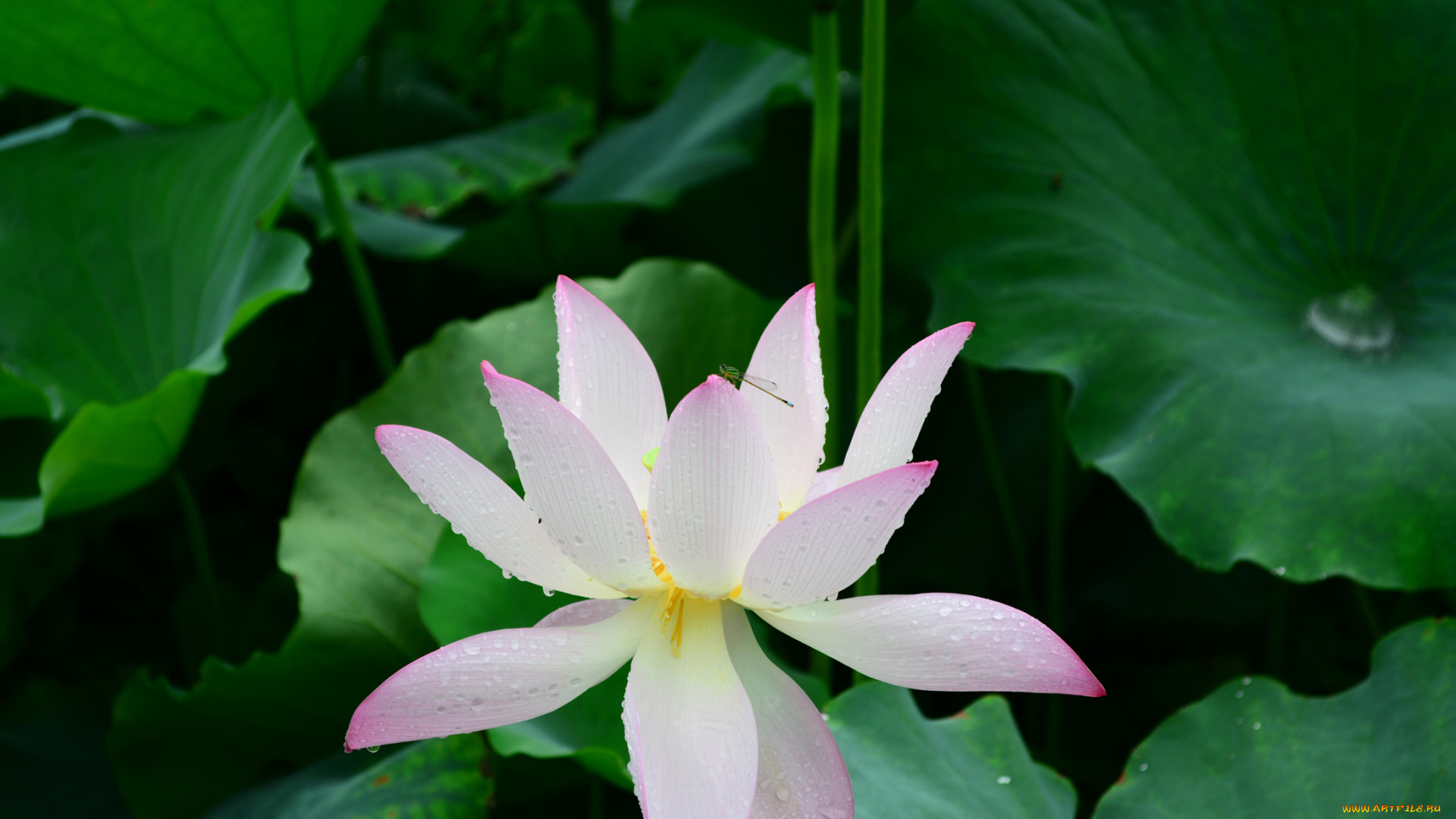 цветы, лотосы, стрикоза, капли, лепестки